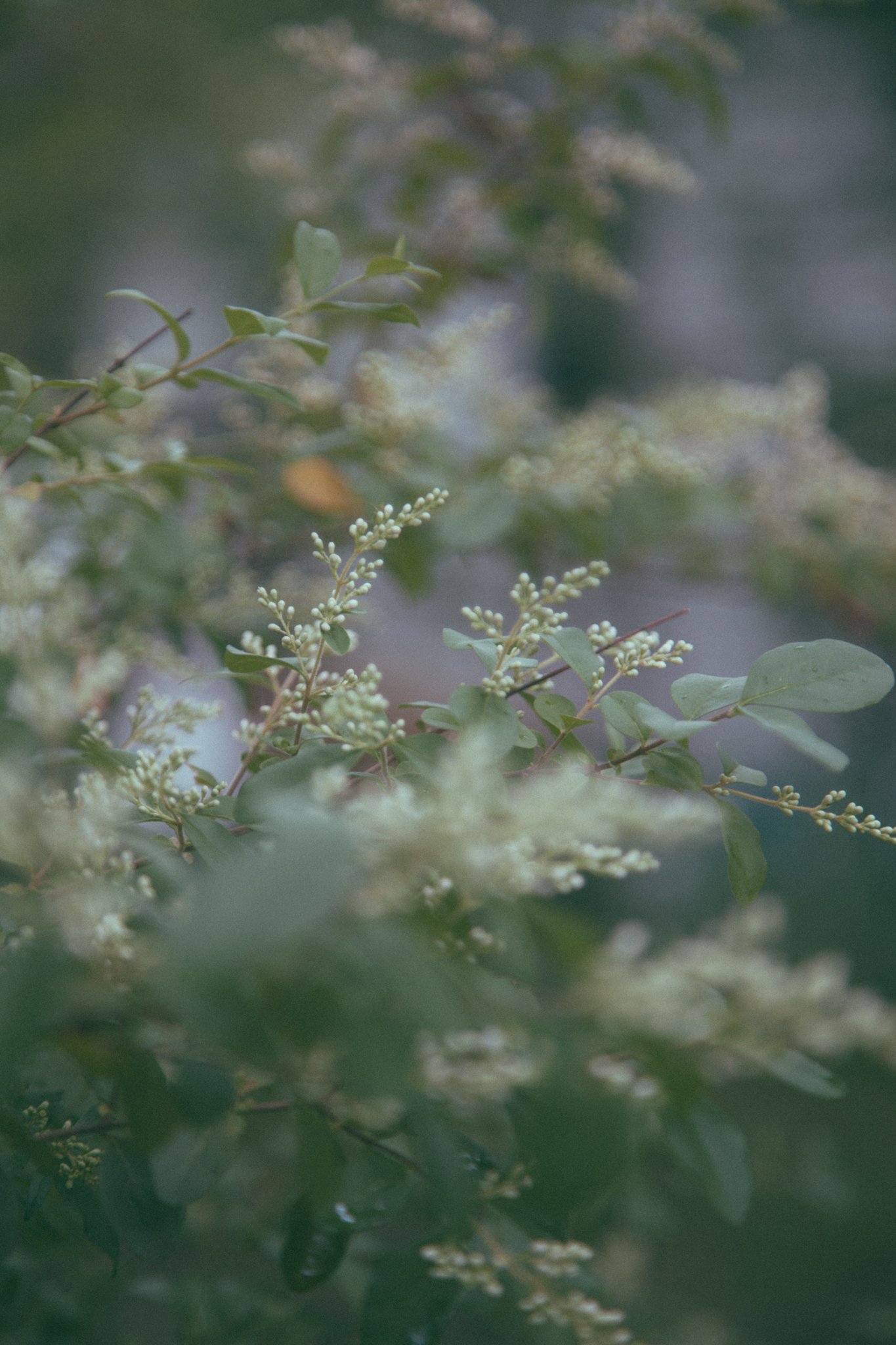 Close-up of a branch with small green leaves and white flower buds, with a blurred background of similar foliage.