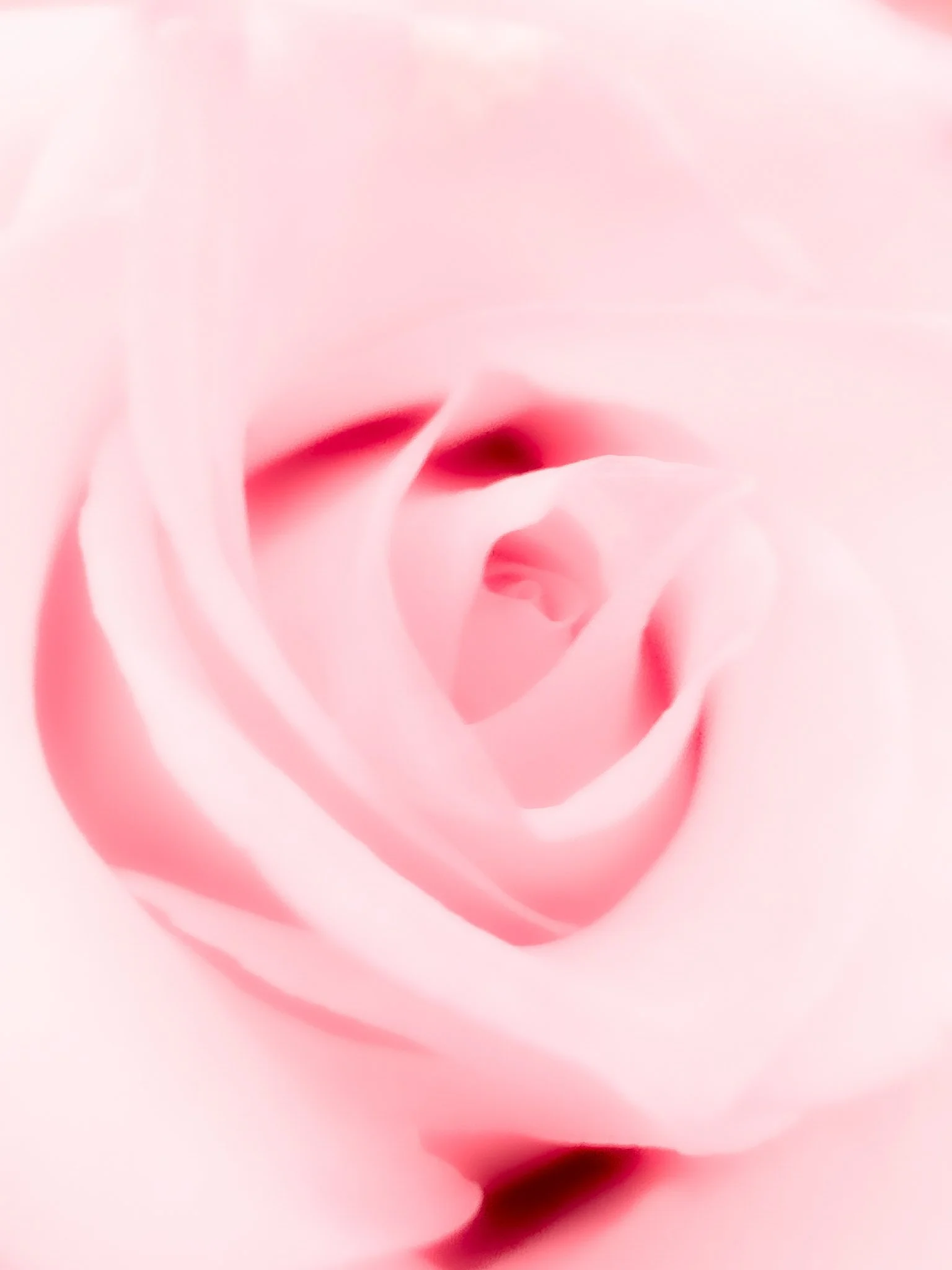 Close-up of a pink rose with soft petals.