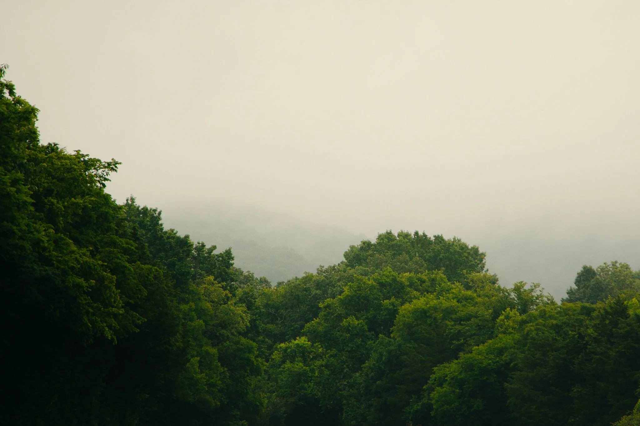 A landscape view of a dense green forest with trees covering rolling hills, under a pale cloudy sky.