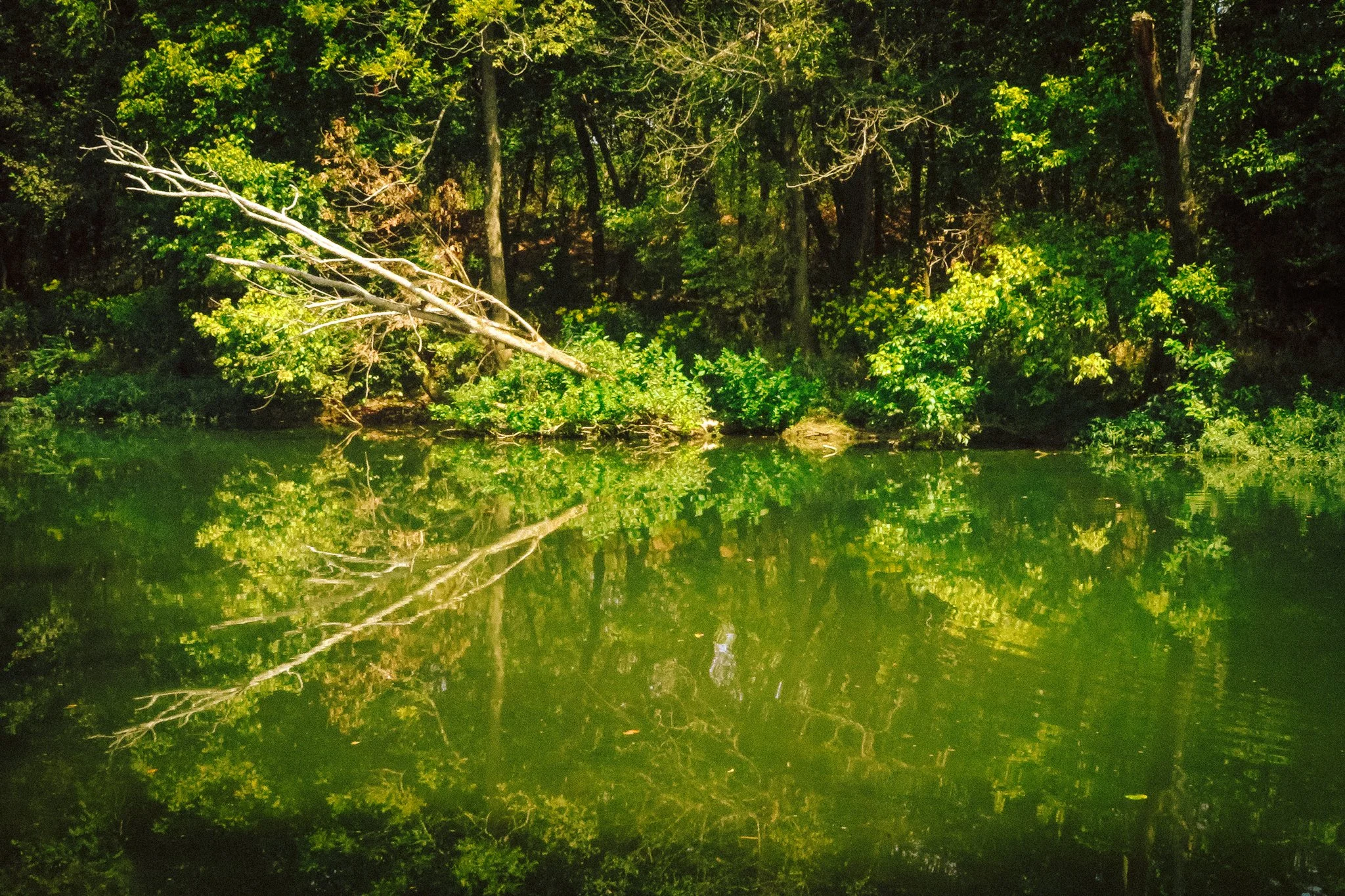 A lakeside scene with lush green trees and reflections on the water surface.