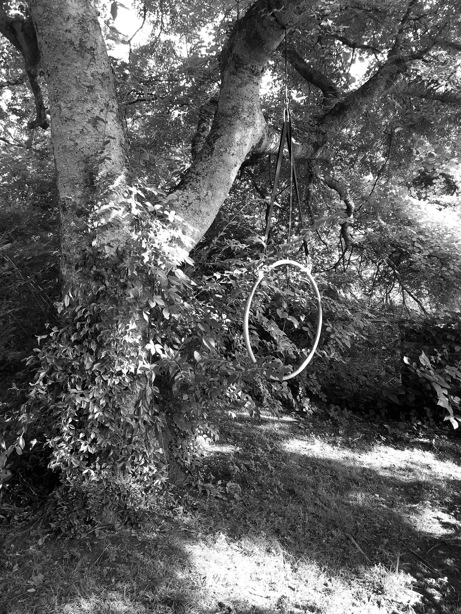 A tree with branches and leaves, with a tire swing hanging from one of the branches, situated in a shaded outdoor area with grass and shrubbery.