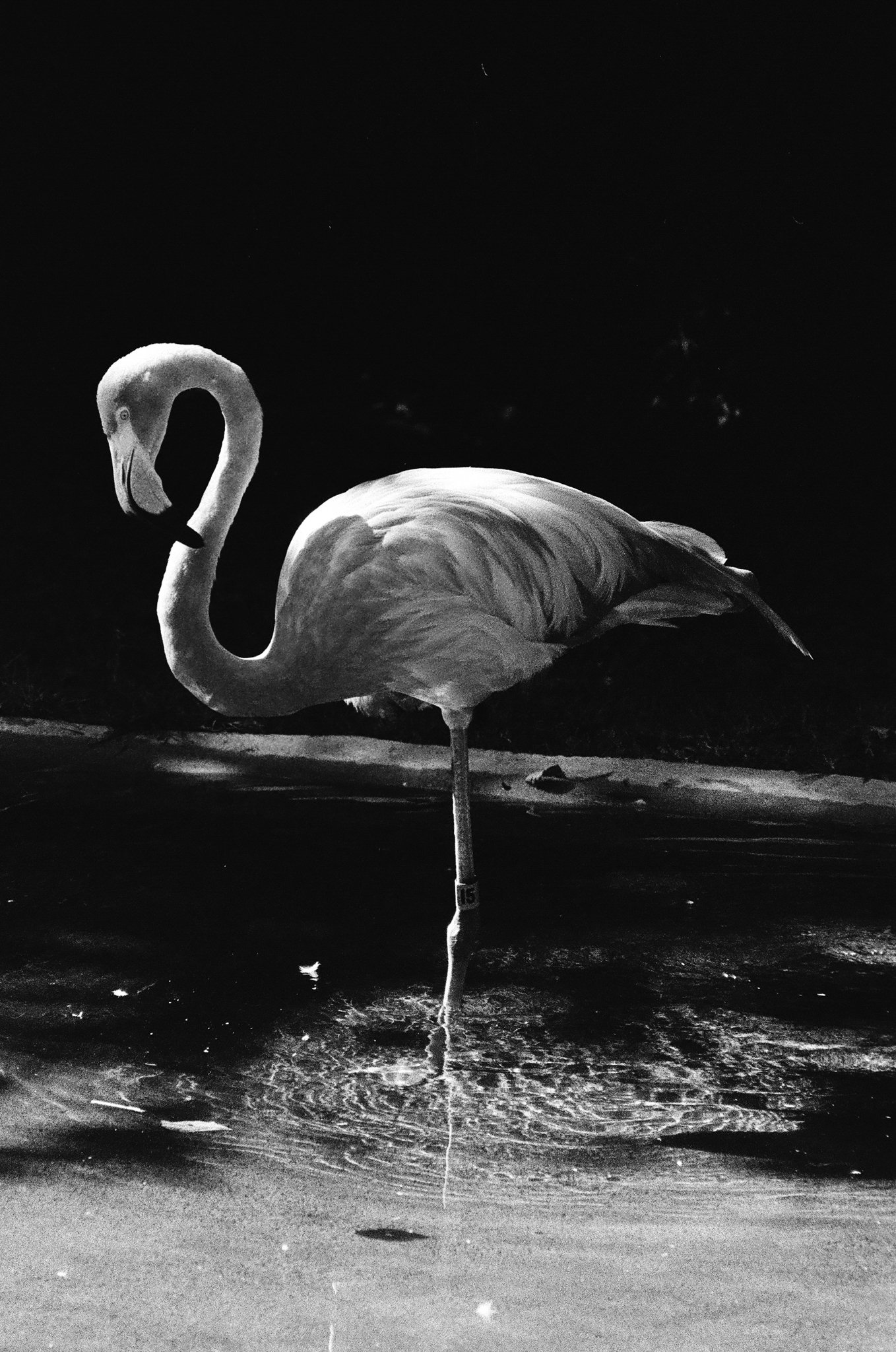 A flamingo standing in shallow water, reflected on the surface, with a dark background.