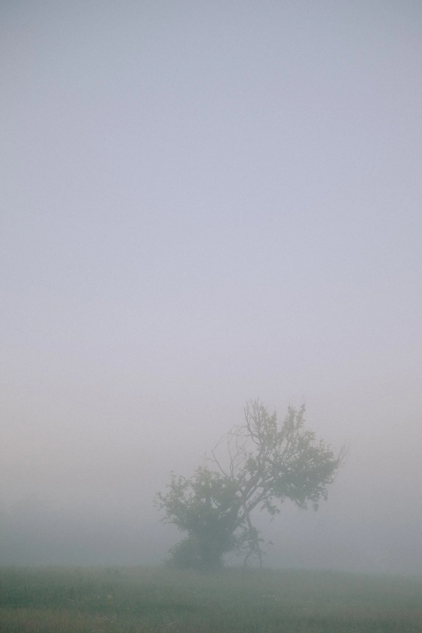 A foggy scene with a lone, leafless tree standing in the distance.