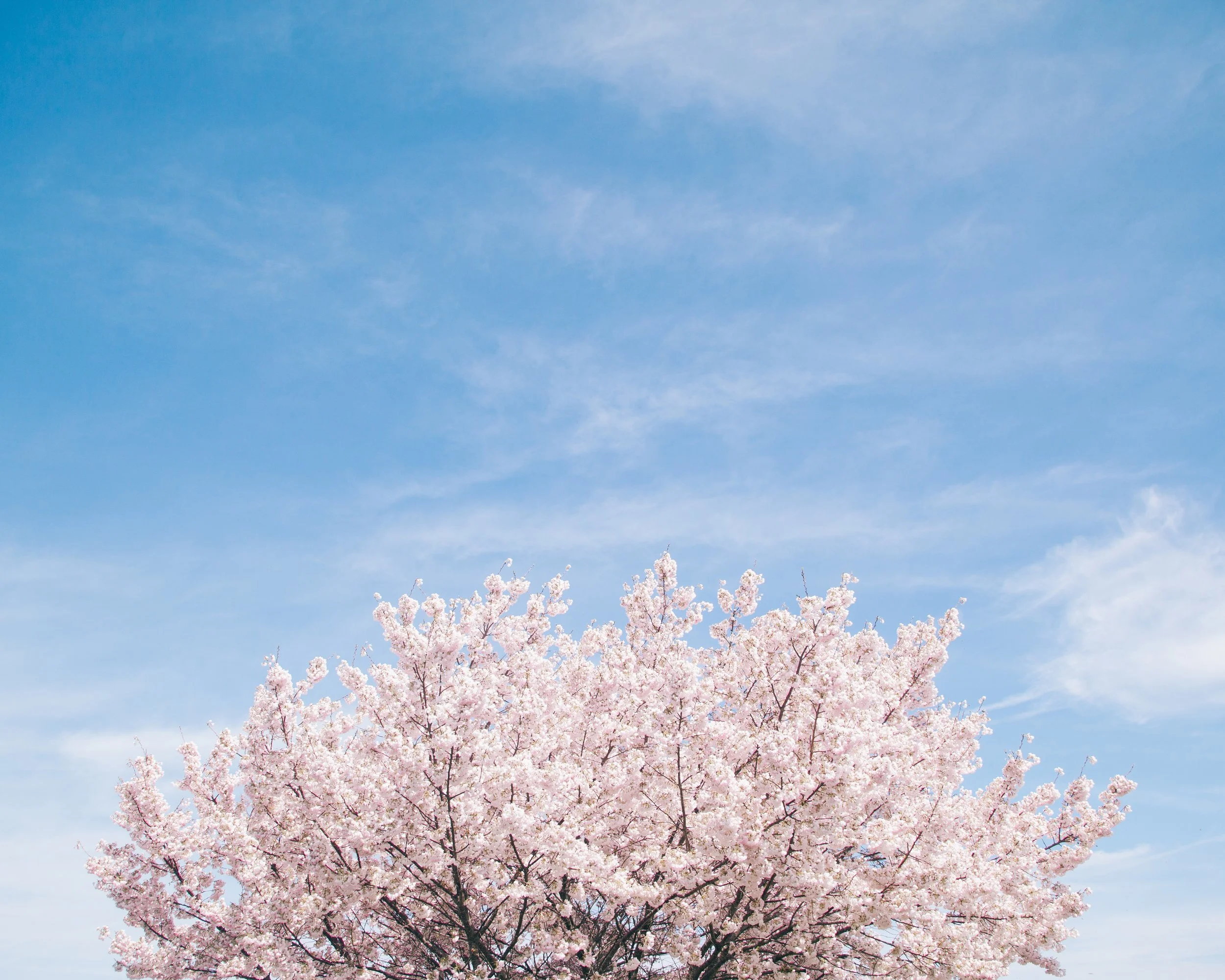Pink cherry blossom trees in full bloom against a bright blue sky with a few wispy clouds.