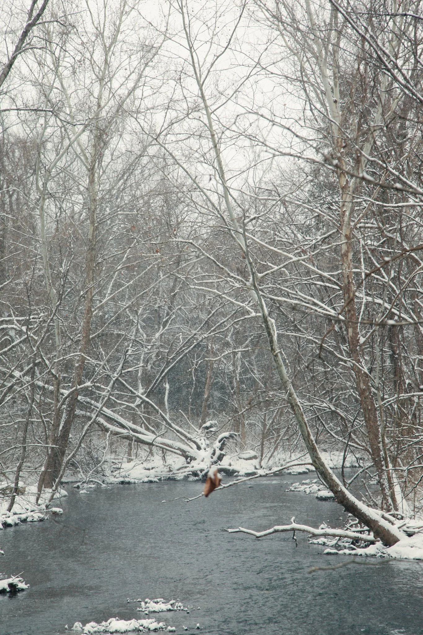 Snow-covered trees and branches over a river in a winter landscape
