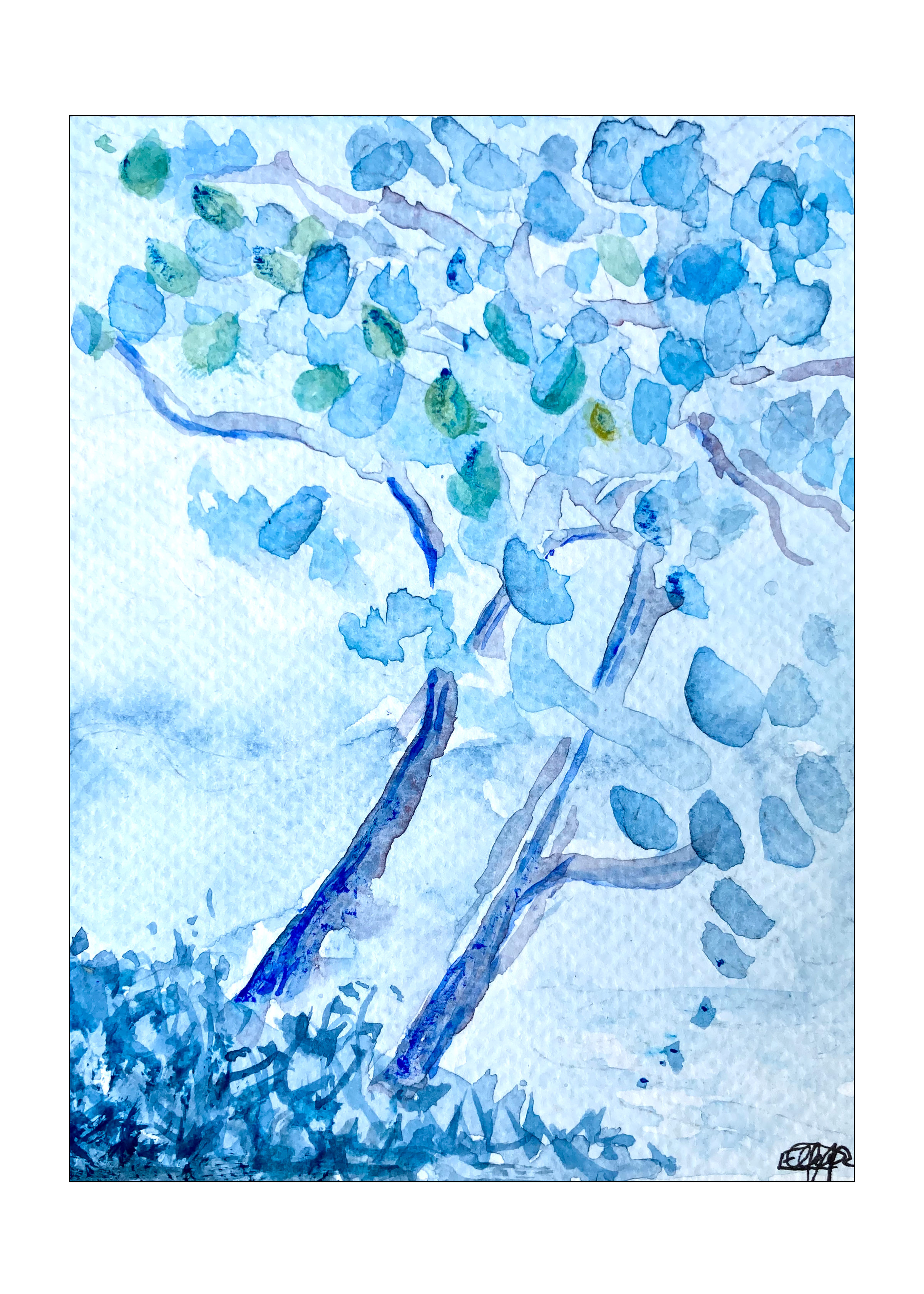 "Almendro (Terminalia catappa)" 2025.  Watercolor  6x8in. $111