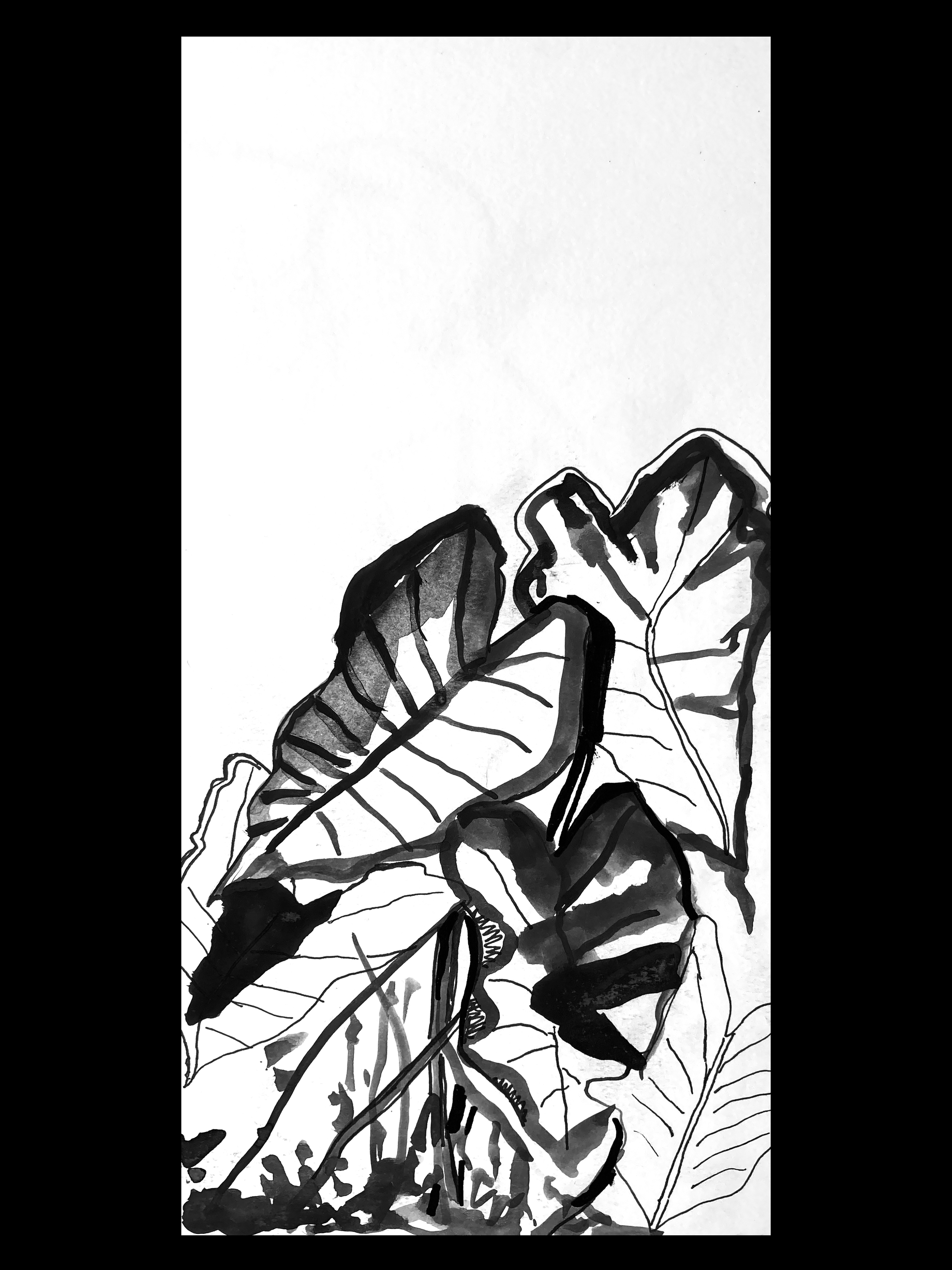 "Malanga (Colocasia esculenta)" Ink on paper 8x11 in. $77