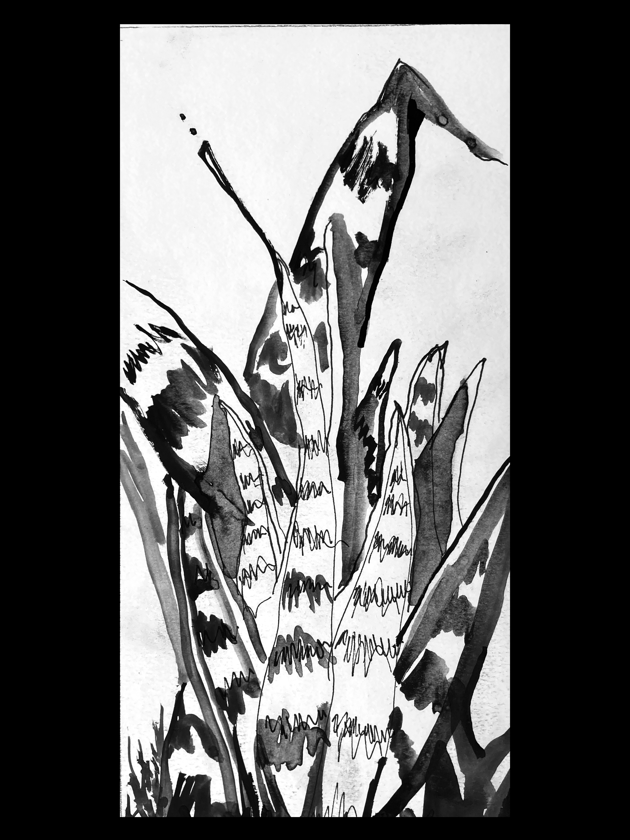 "Lengua de Suegra (Draconea trifasciata)" Ink on paper 8x11 in. $77