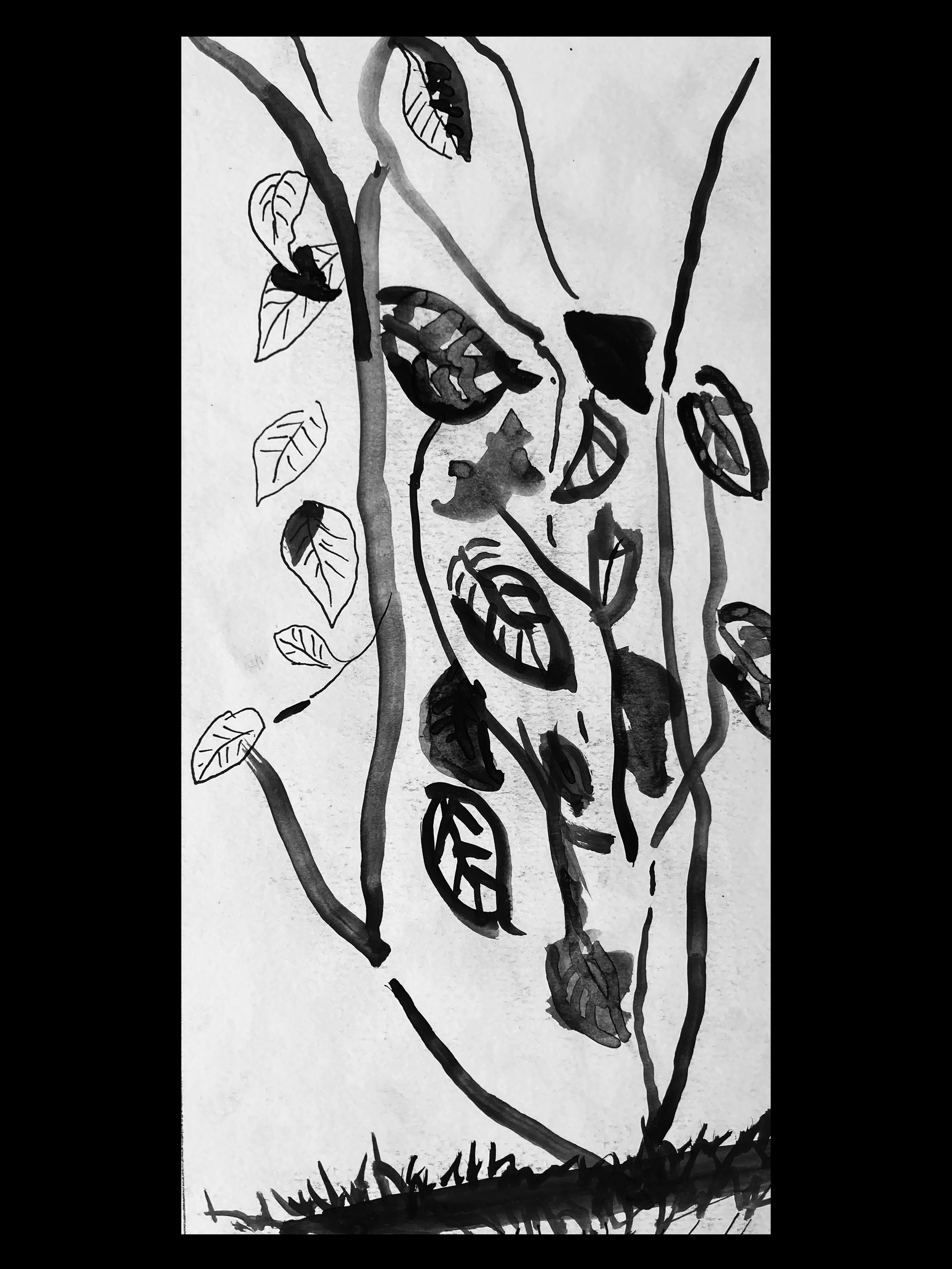 "Maracuyá (Passiflora incarnata)" Ink on paper 8x11 in. $77