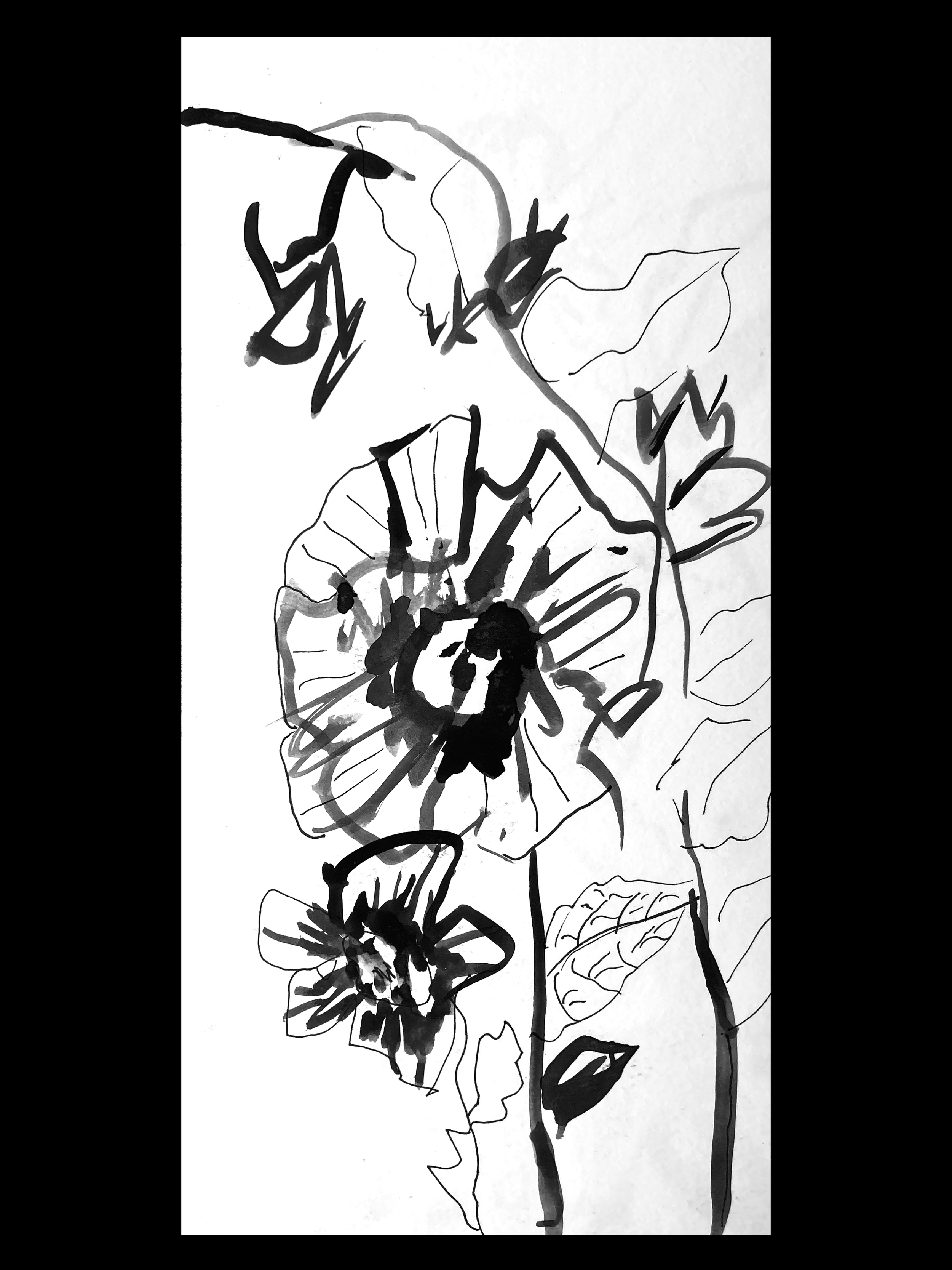 "Hibisco (Hibiscus aretosella)" 2025. Ink on paper 8x11 in. $77