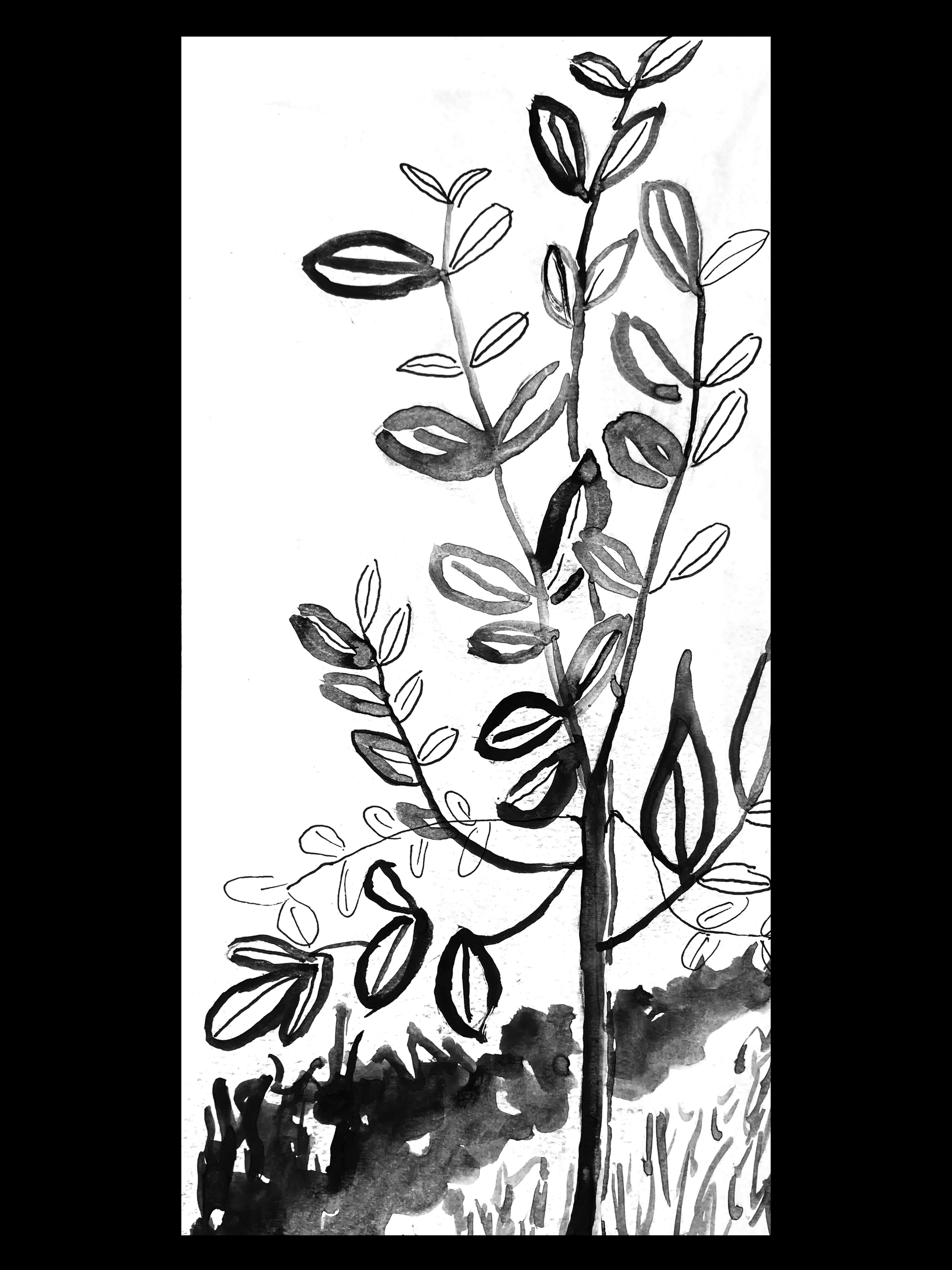 "Coca (Erythorxylum coca)" Ink on paper 8x11 in. $77 