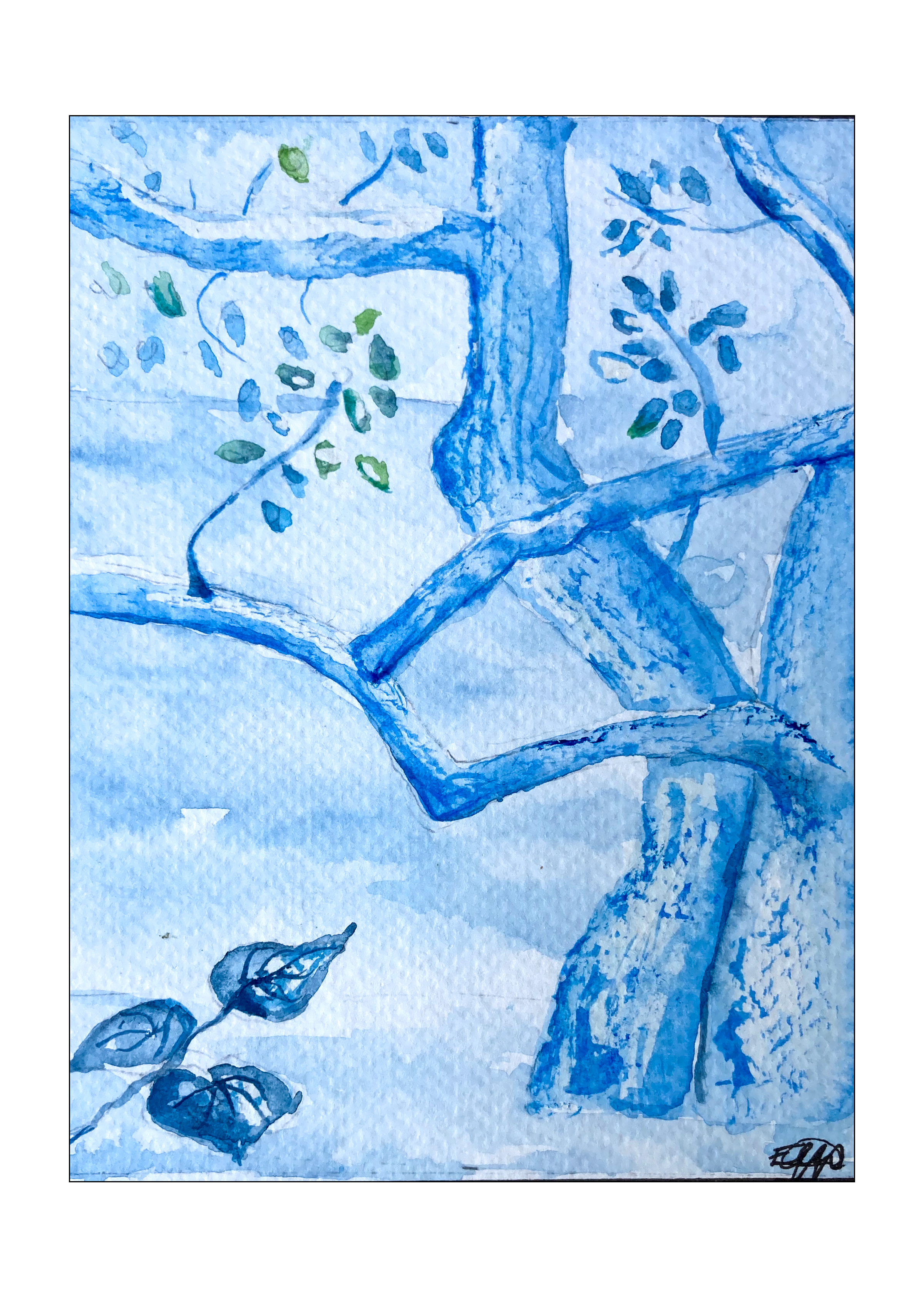"Palo de Hierro (Lysiloma divaricatum)". 2025 Watercolor  6x8in. $111
