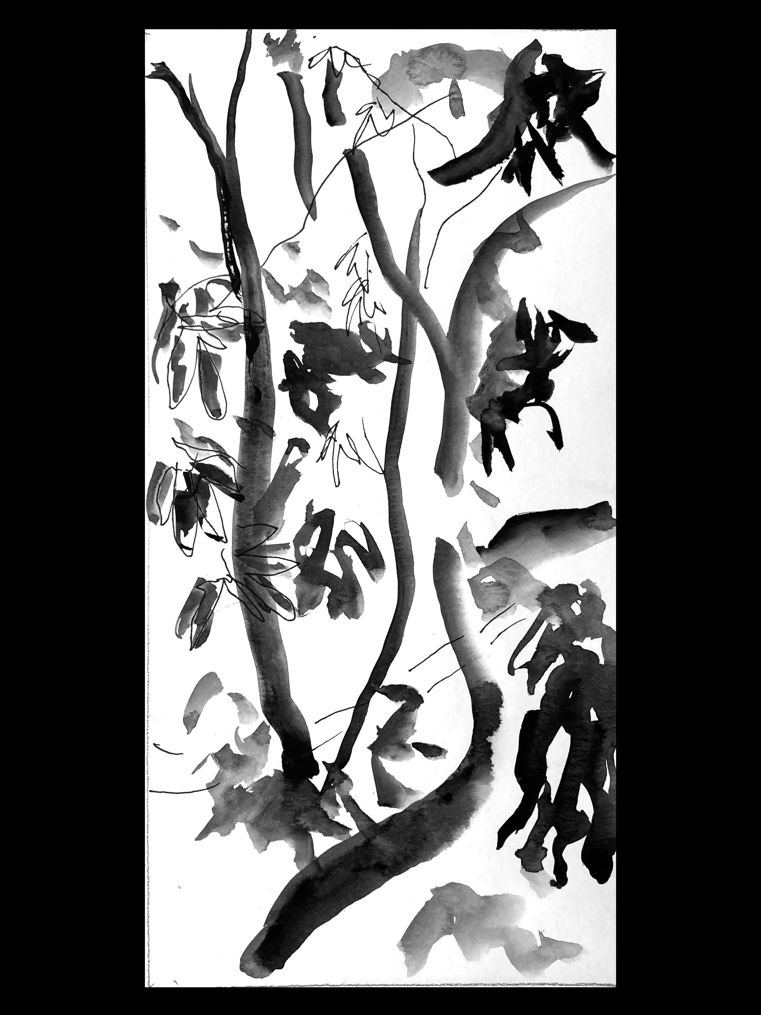 "Mango (Magnífera índica)" 2025. Ink on paper 8x11 in. $77