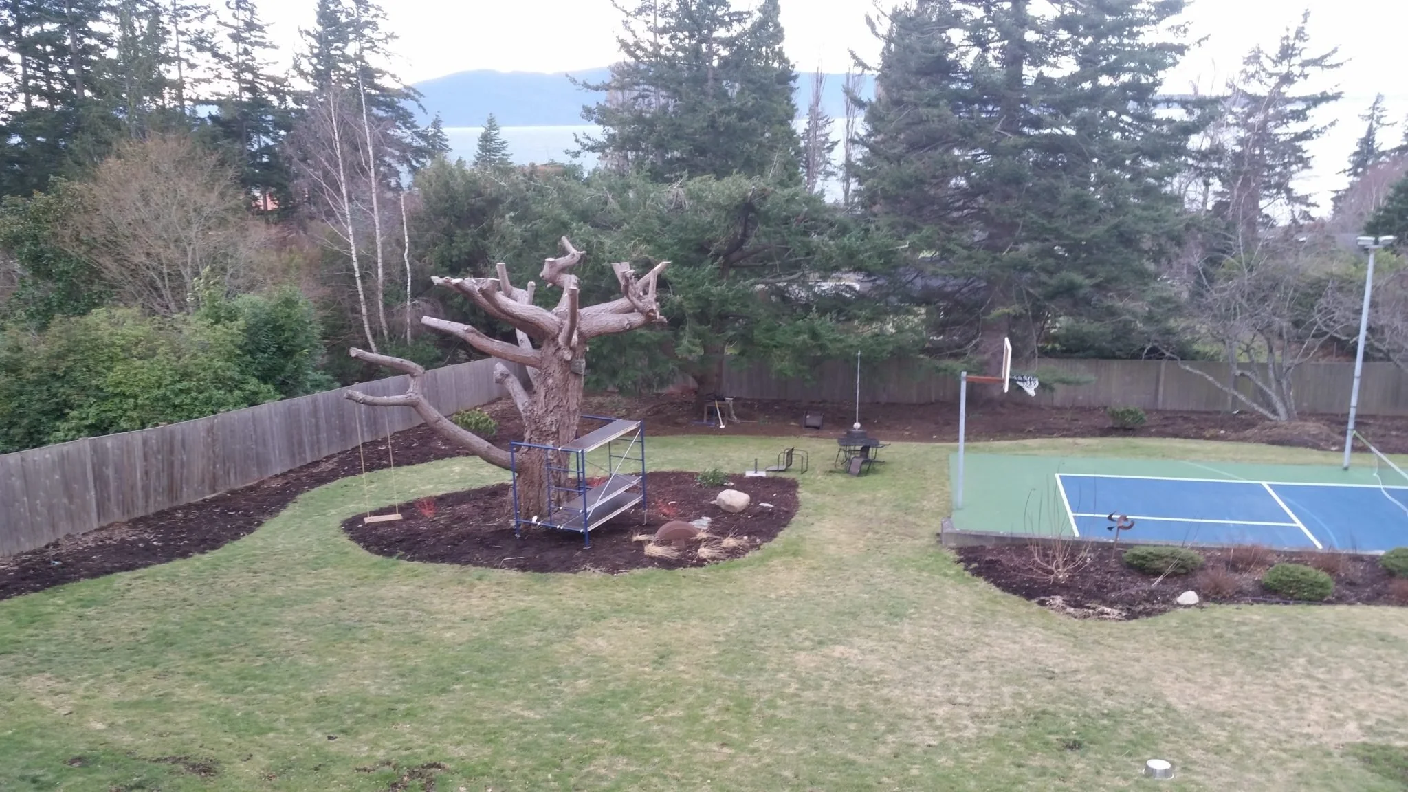 birds eye view of tree stump before carving