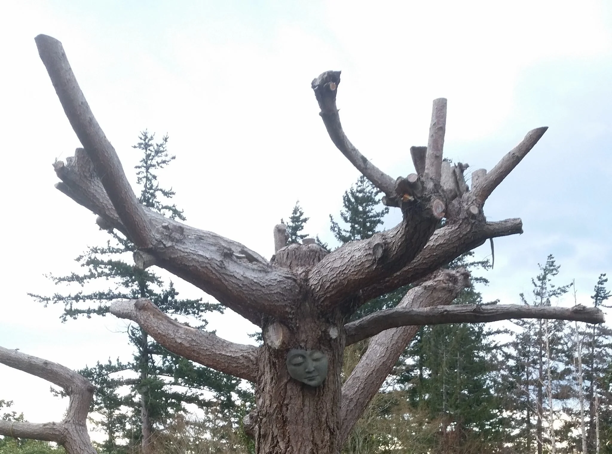 closeup of tree before chainsaw carving