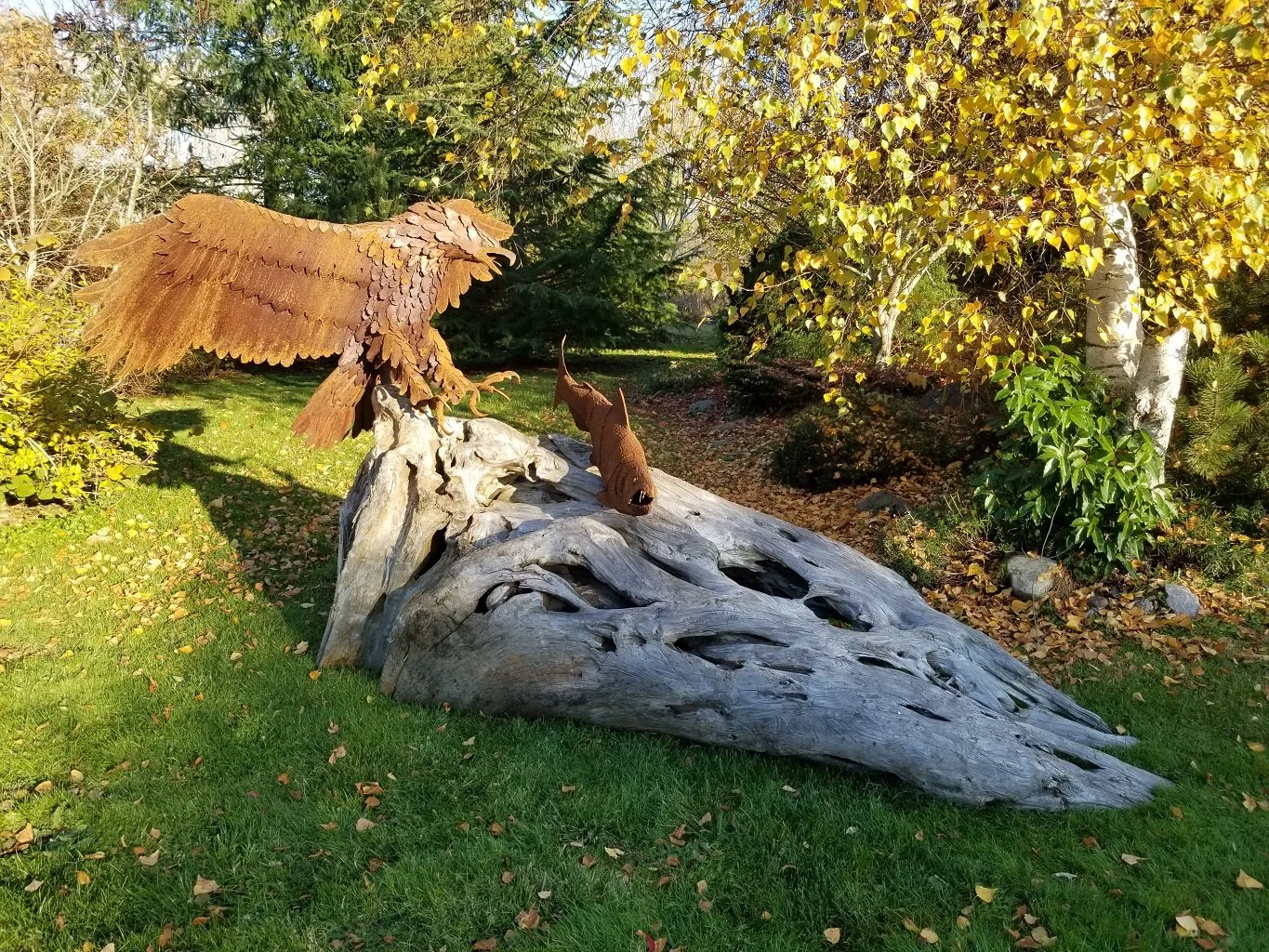 metal sculpture, welded steel eagle landing on driftwood base with salmon by sculptor Tomas Vrba of Bellingham WA