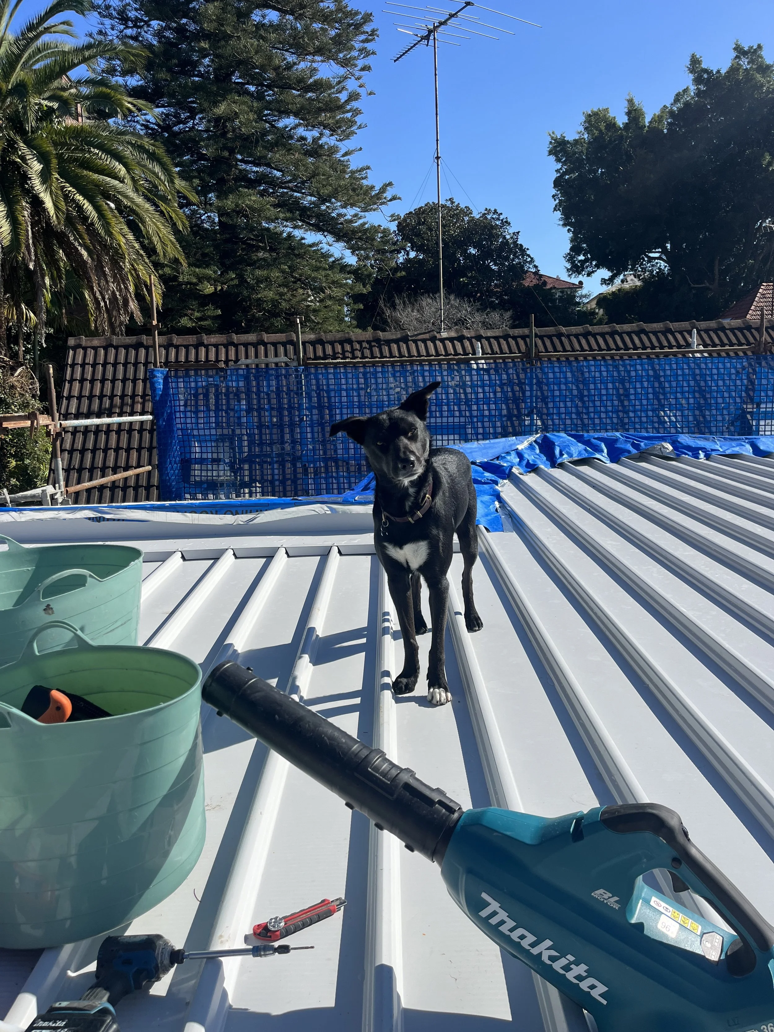 site dog