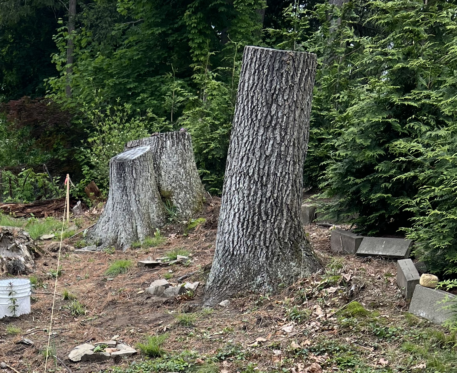 Favorable settlement reached in Marlborough, MA case where neighbor cut trees