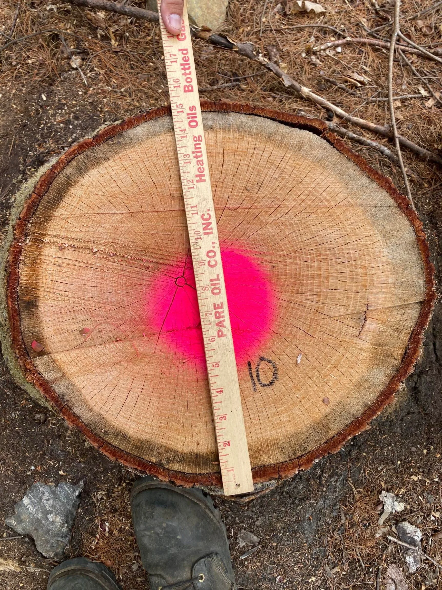 Maine tree trespass case settles for $100,000