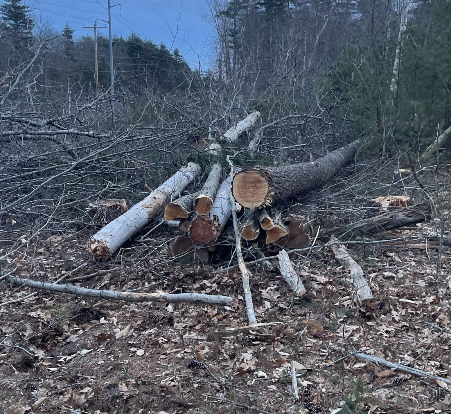 Rockingham County timber trespass lawsuit ends with $100,000 settlement 