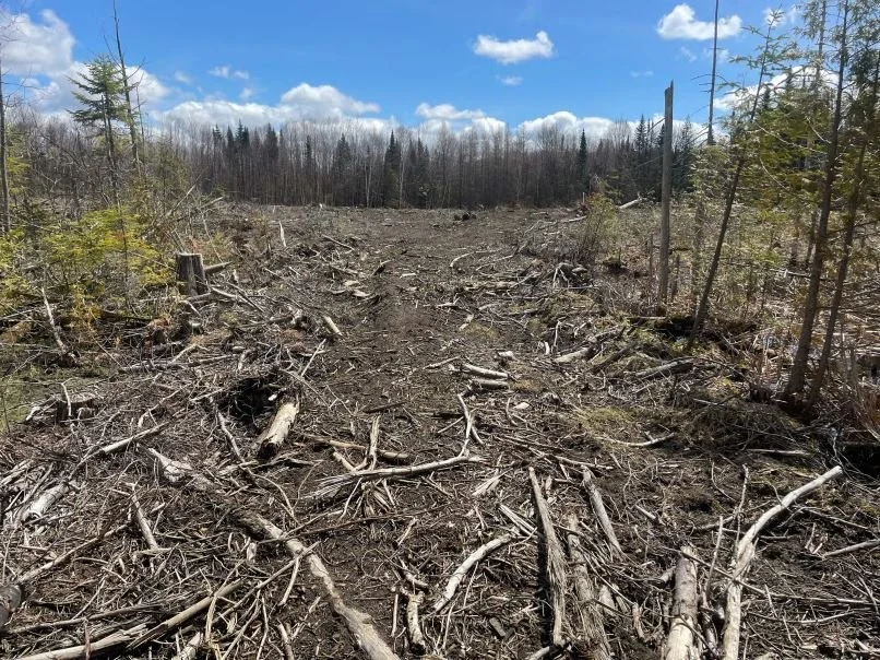 Settlement of $300,000 in Vermont timber trespass case