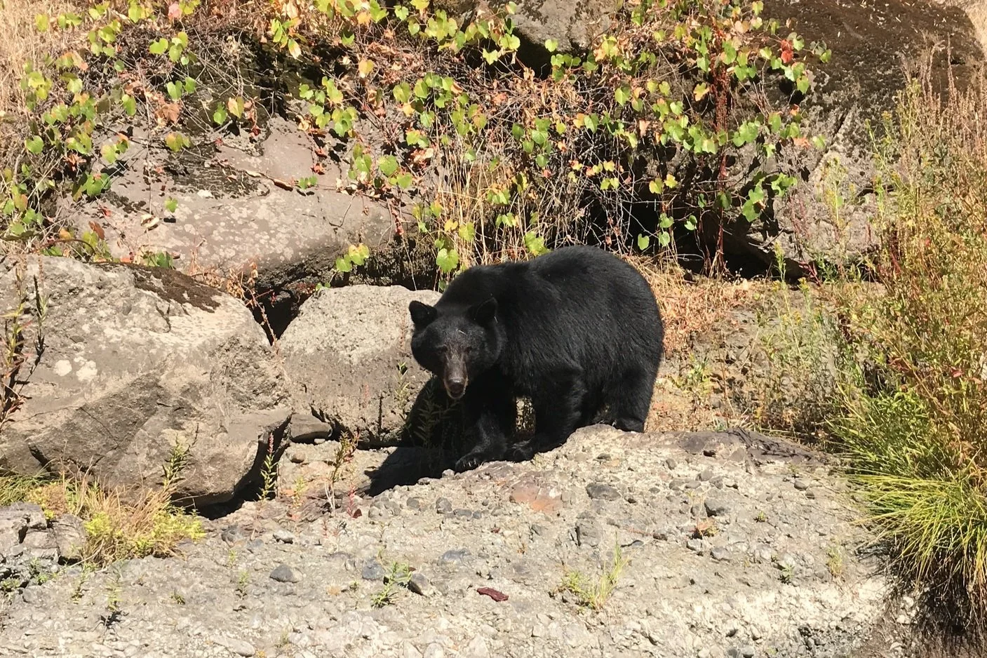 A black bear standing on rocky terrain with bushes and greenery in the background.
