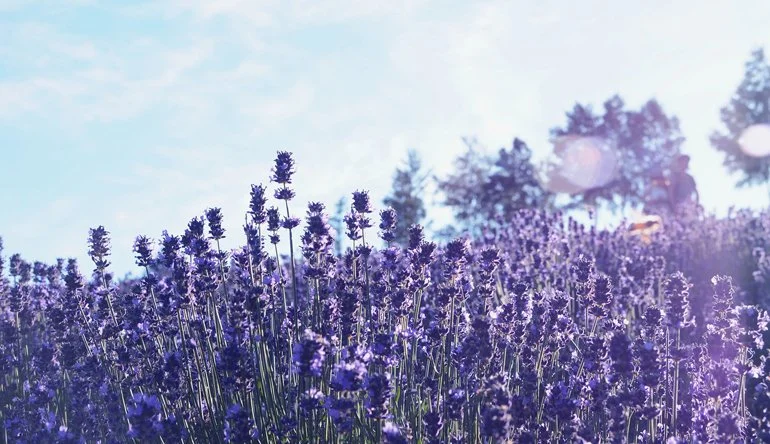lavender-field.jpg