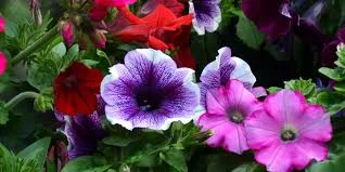 Spring Plant Sale Ordering has Begun!