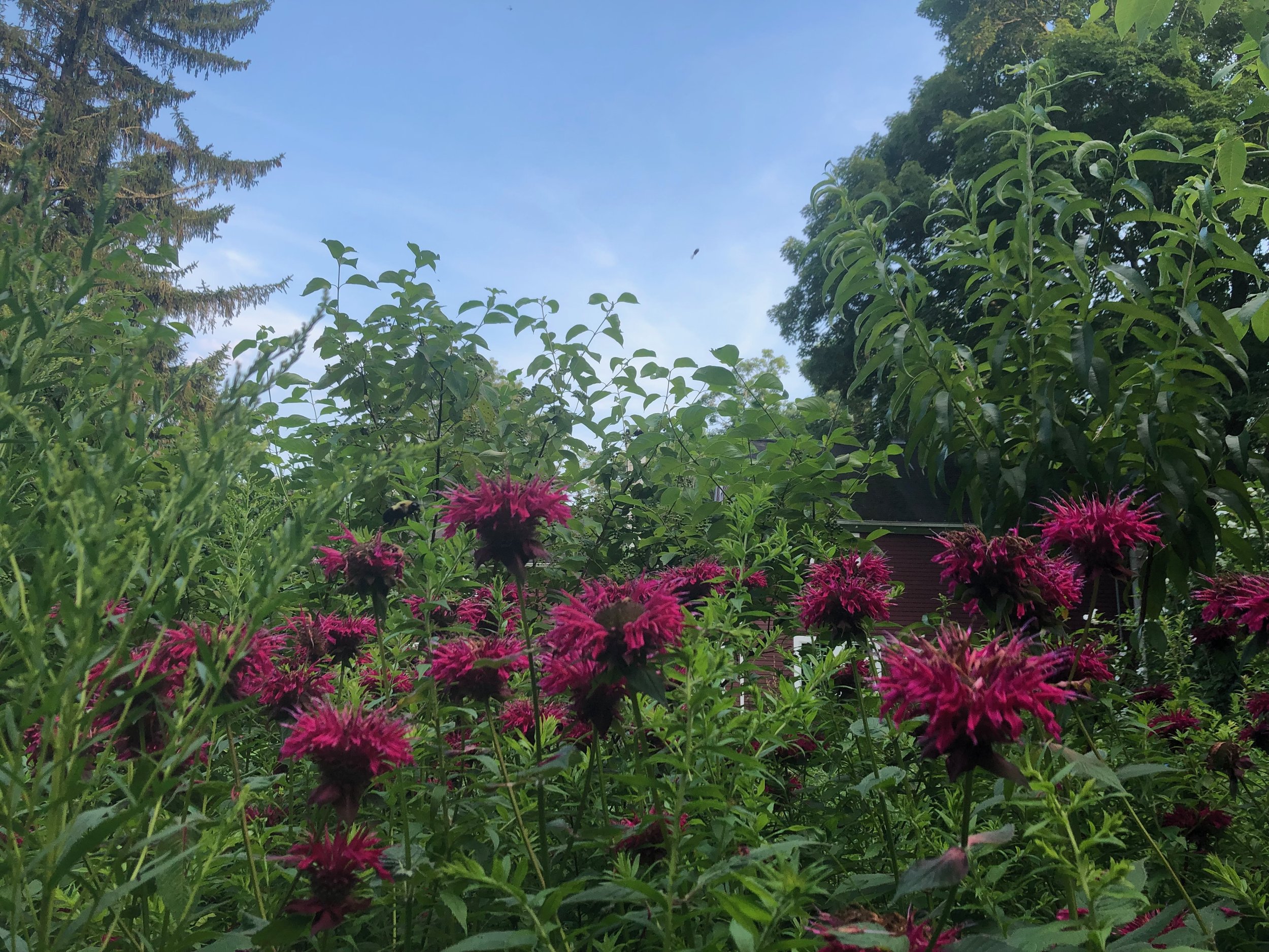 For the Love of Weeds