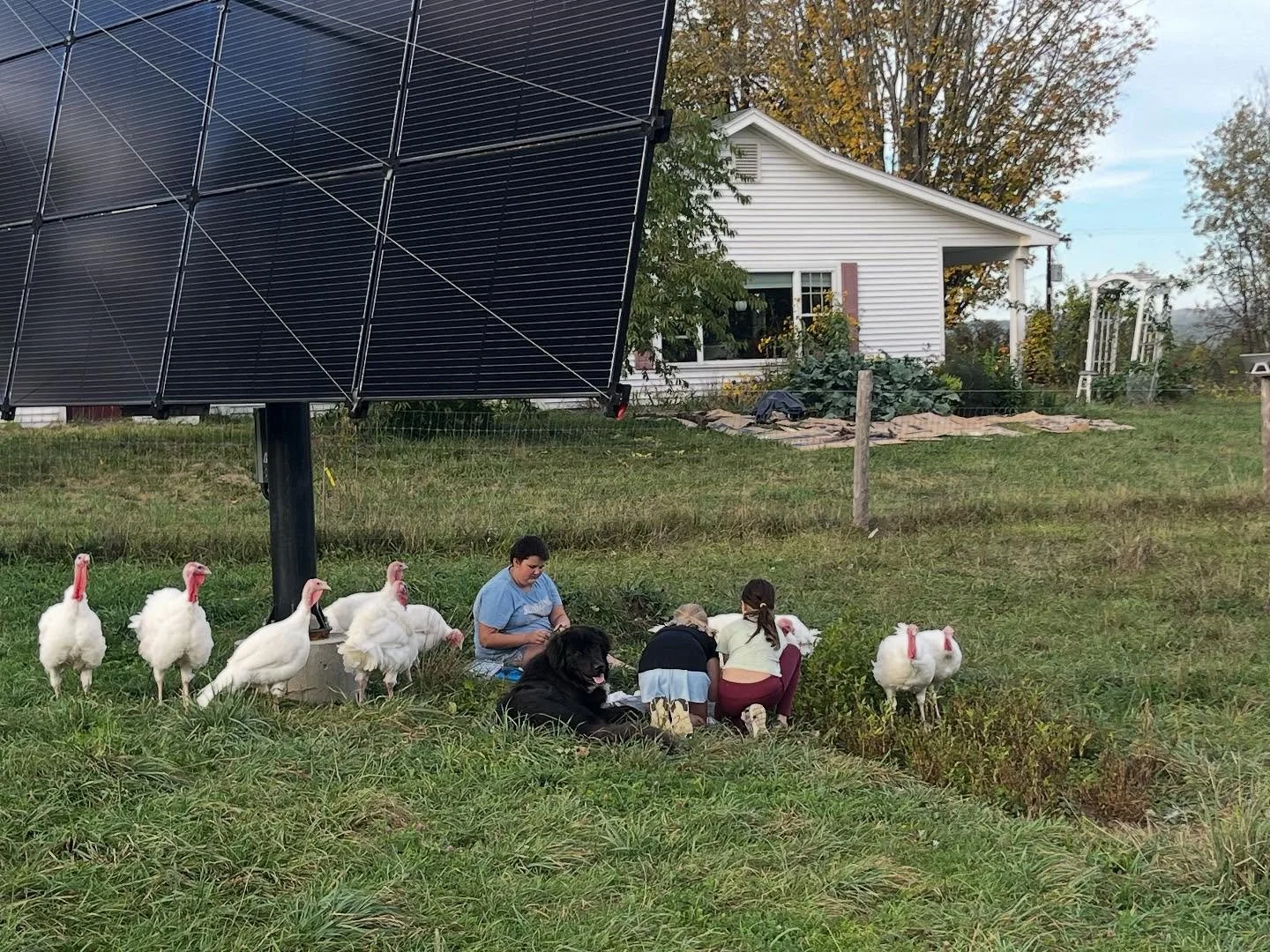 Fall afterschool is in full swing! Yesterday our middle school group harvested some of the remaining indigo to dye tote bags and turkey feathers. We also took a few of the goat kids and Dakota on a hike through the forest. The goats were very helpful