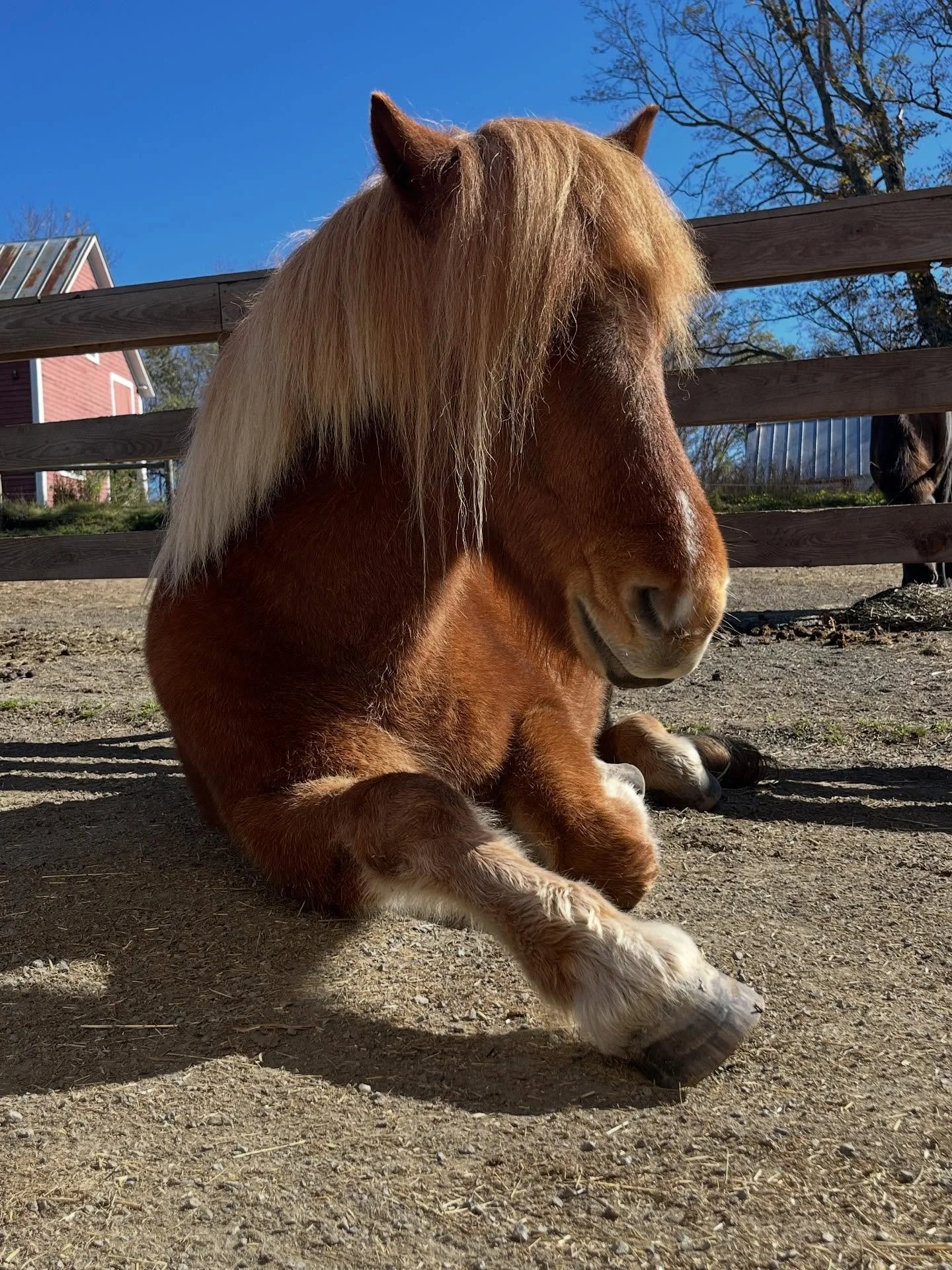 Magni is in search of roommates! We are moving him home soon and have boarding availability for an additional 2 horses beginning November 1st. We are offering rough, coop, or full board options. Dry lot with free choice shelter, access to trails and 