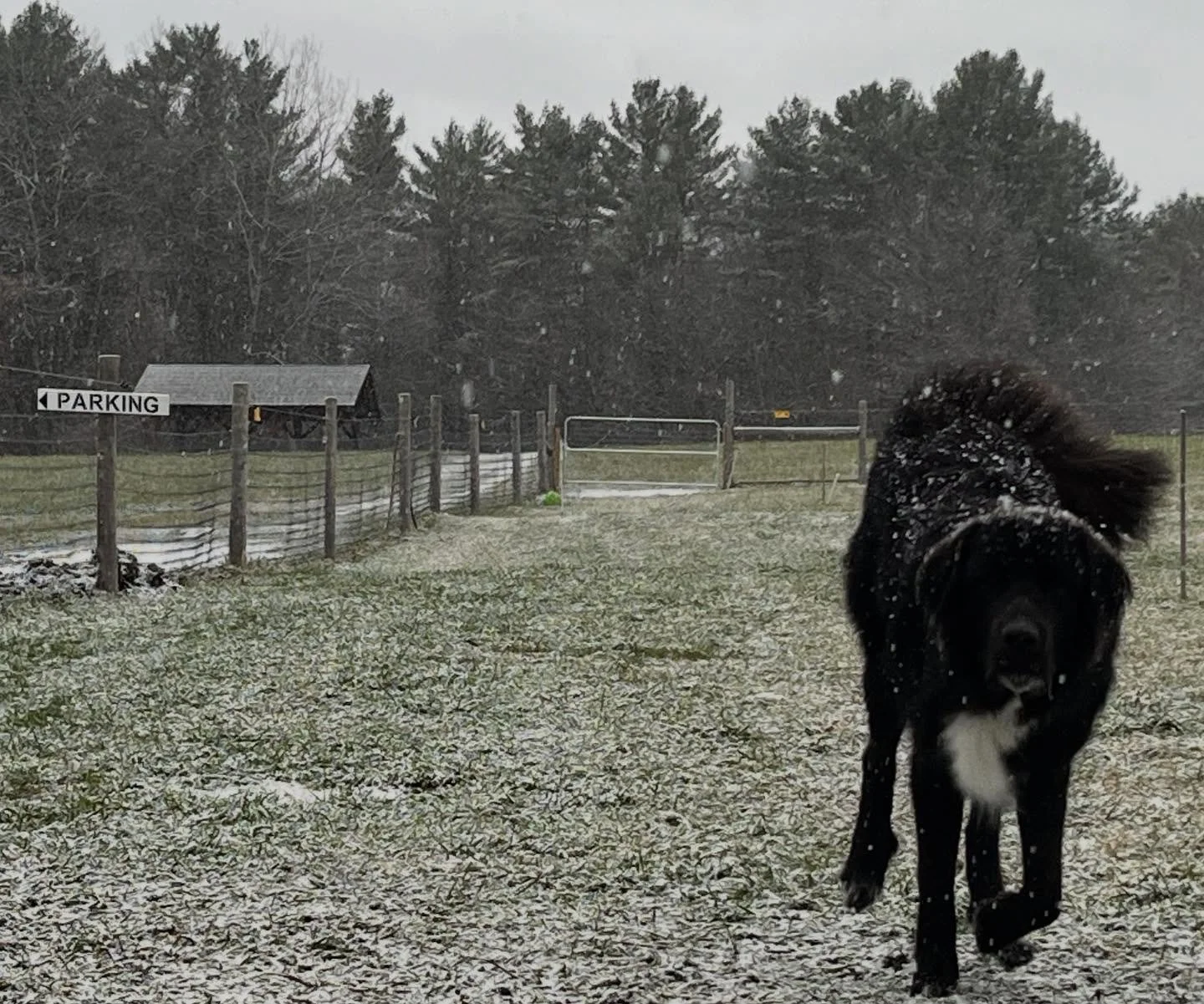 Thank you to everyone who came to pick up a Thanksgiving turkey this weekend! We had a mix of familiar and new faces this year, and are so grateful to everyone who came out in support of local, silvopasture-raised, happy, healthy, tasty turkey. Dakot