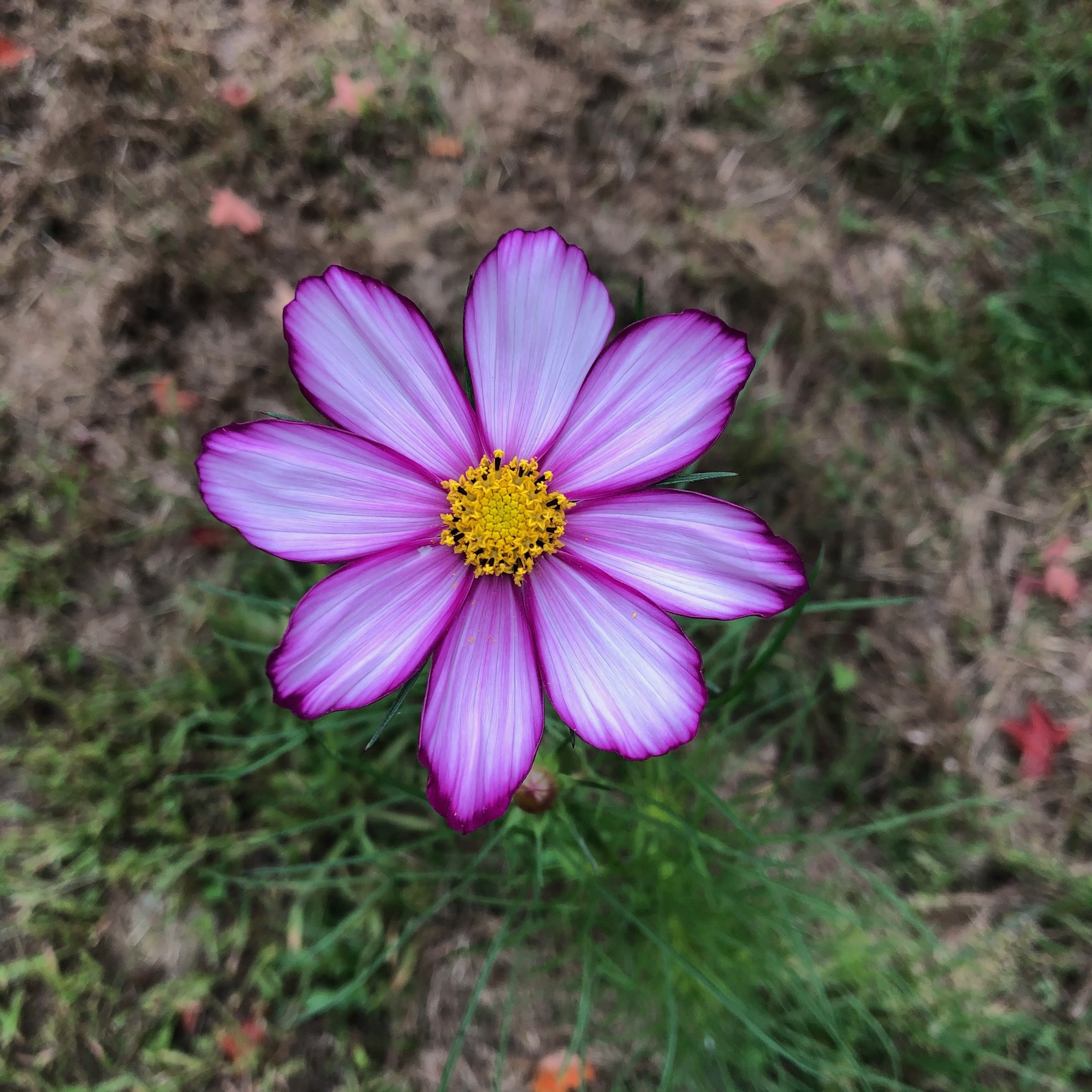 Plant Swap - May 7th