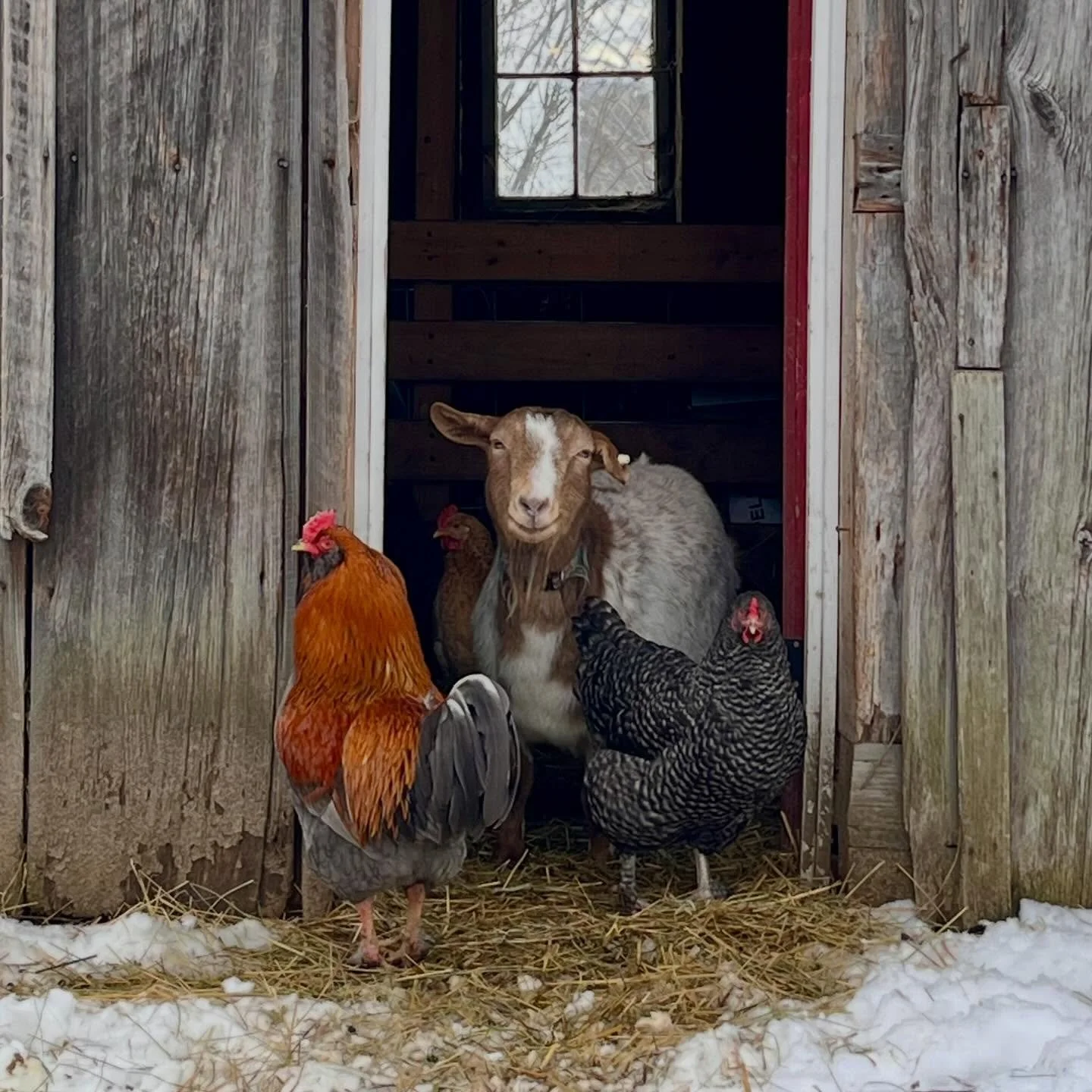 Dot wants to wish you a happy Sunday! 🐐