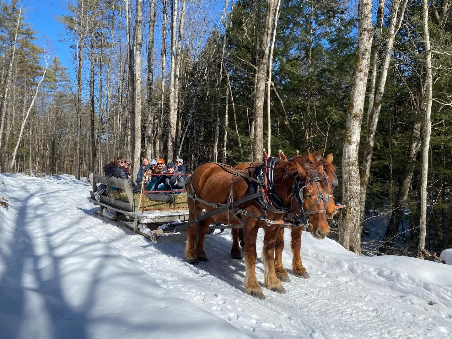 It was a perfect day for a sleigh ride!