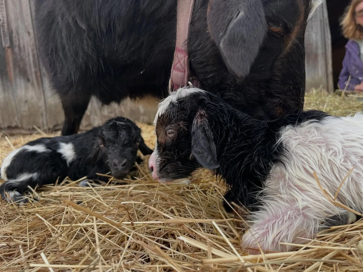 Posey gave birth to twins this afternoon! A boy and a girl. Everyone is healthy, and she&rsquo;s taking excellent care of them. Now to think of names!