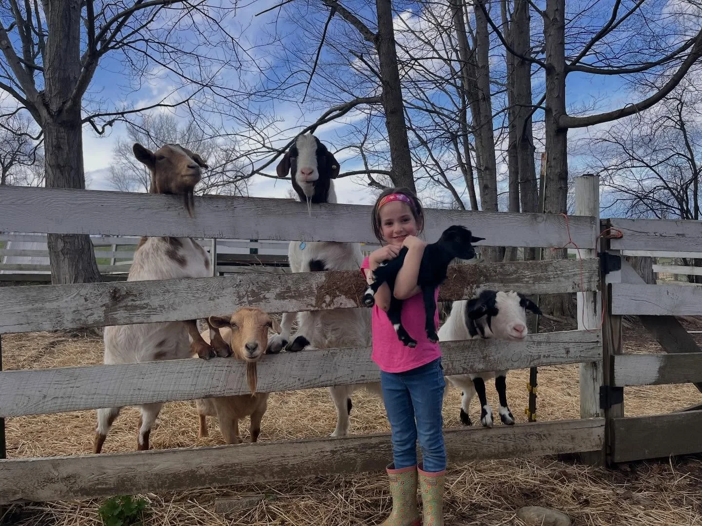 Farm Hands visited the new goat kids, fed the horses, and groomed Magni at afterschool today! Magni appreciated the new hairdo on a hot day