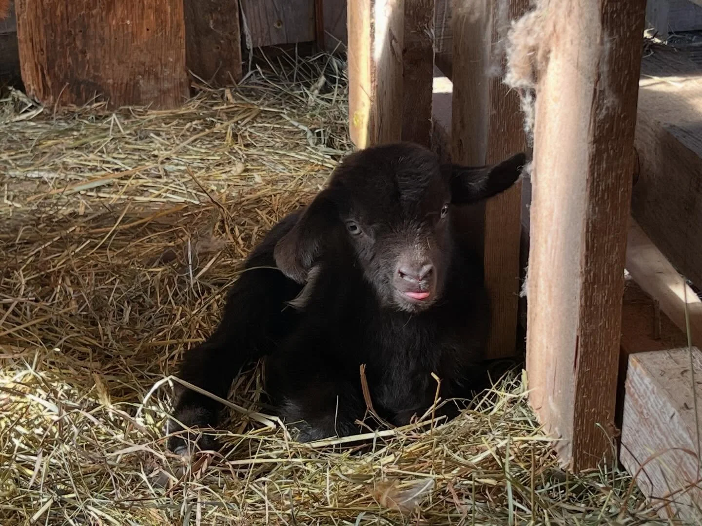 Proud Mama Penelope with one little doeling born this morning!