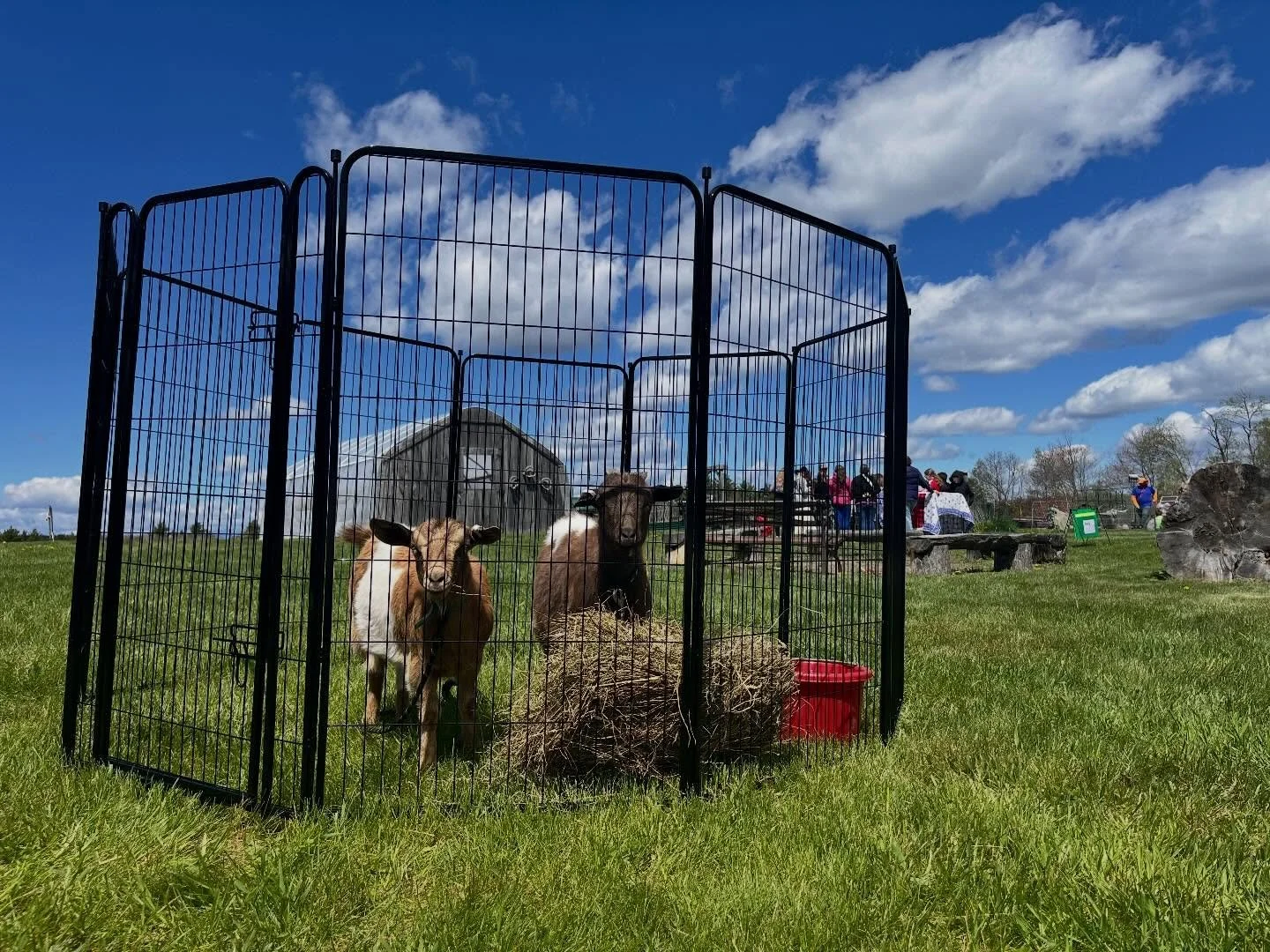 Hazel and Pepe took a trip to participate in the Sullivan county School to Farm Day today!