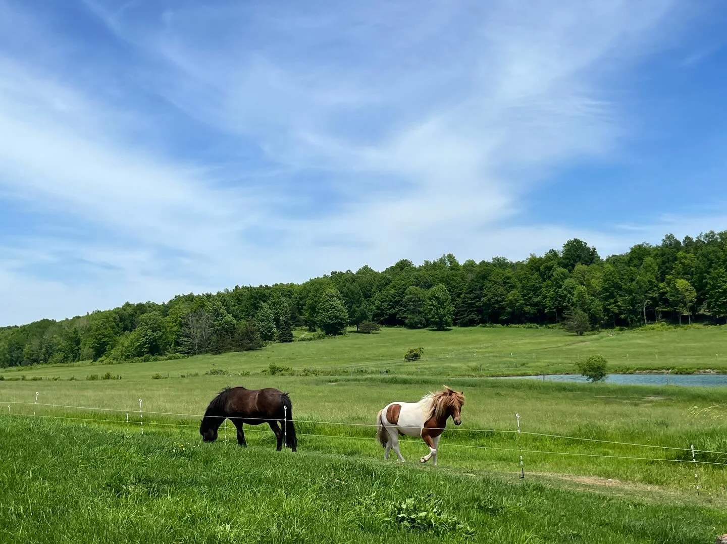 Spent the day learning about #paddockparadisetracksystems and rotational grazing with horses from @uvmextension and Katherine of Horses First Stewardship hosted by Becky and her herd of Icelandics. It was awesome to visit a completed track system (ou
