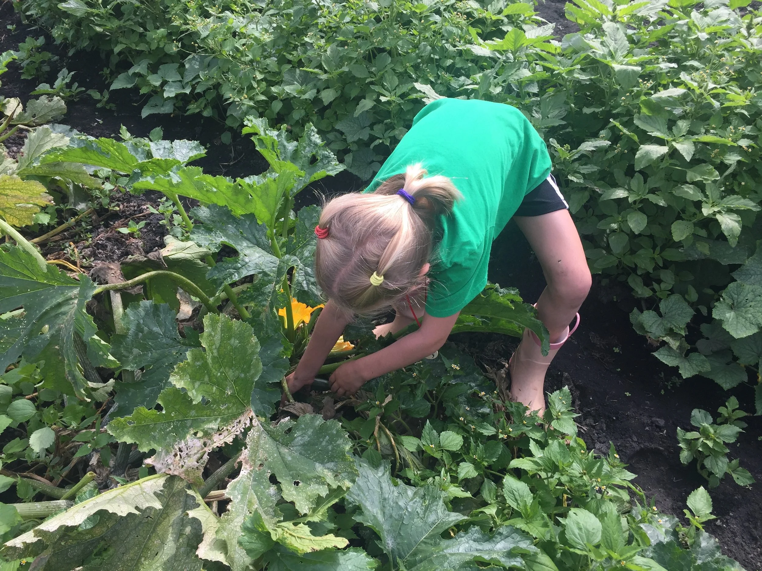 Farm To Table Nutrition Series