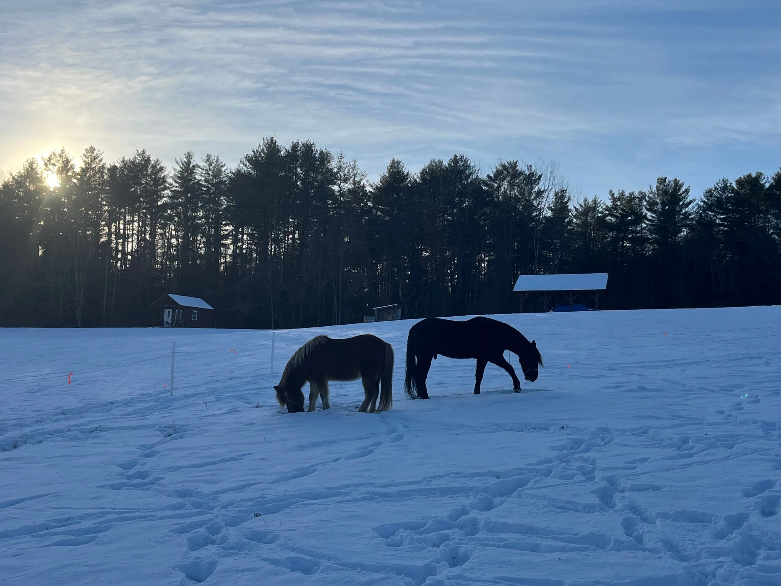 Two horses grazing on snow-covered field with trees and small buildings in the background during sunset.