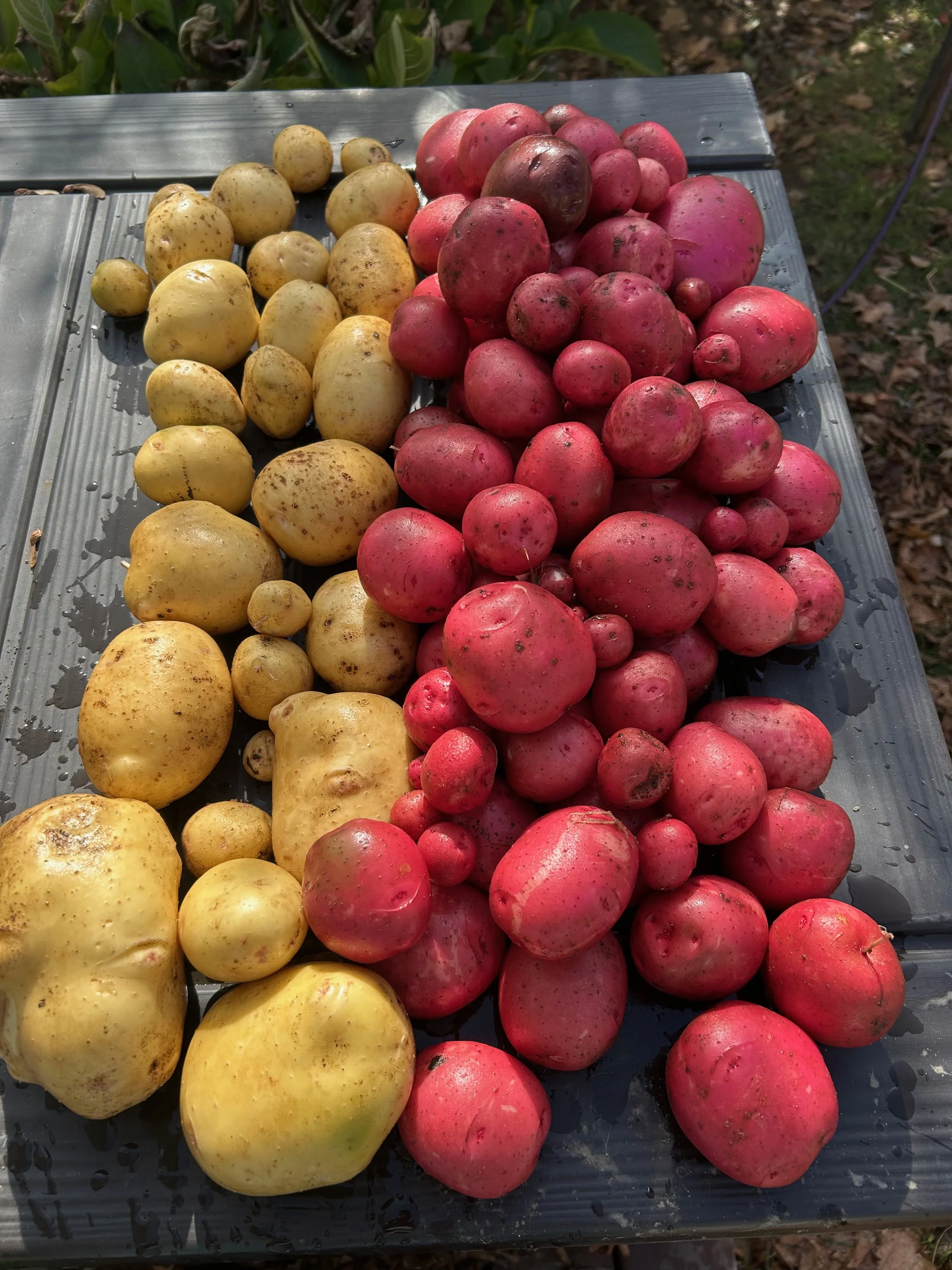 REGULATING OUR BLOOD SUGAR: POTATOES & BEYOND
