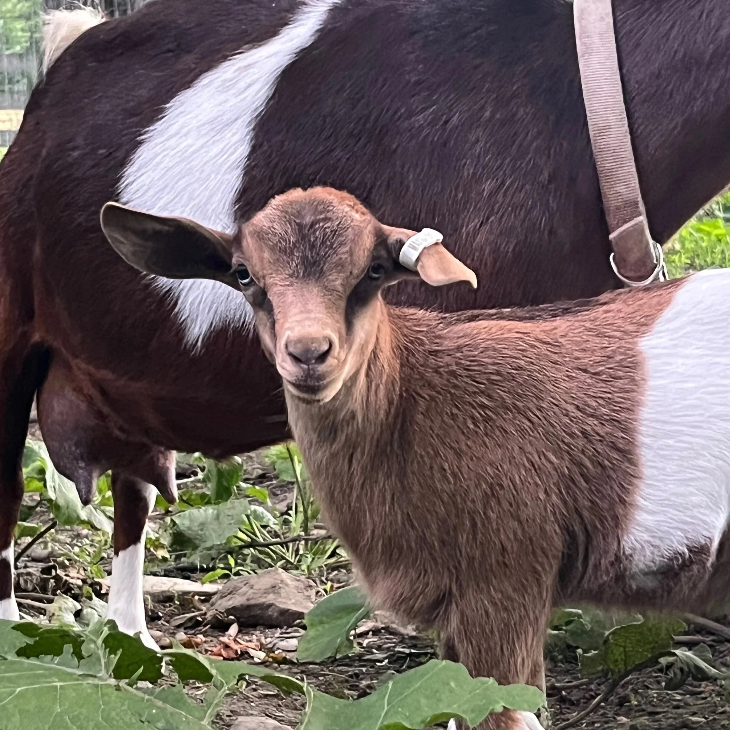 Mommy & Me Tea on the Farm