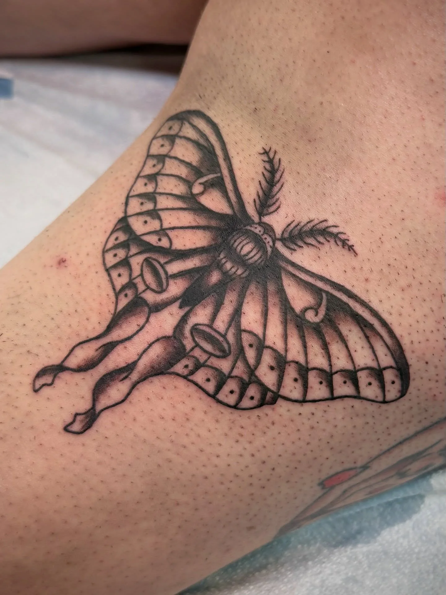 A sweet moth for the delightful @kittkatrat 
Thank you for sitting so well Kat!!