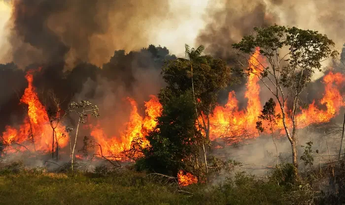 When the Rainforest Burns: How the Amazon's Worst Drought in 40 Years Is Threatening Indigenous Communities and the Planet