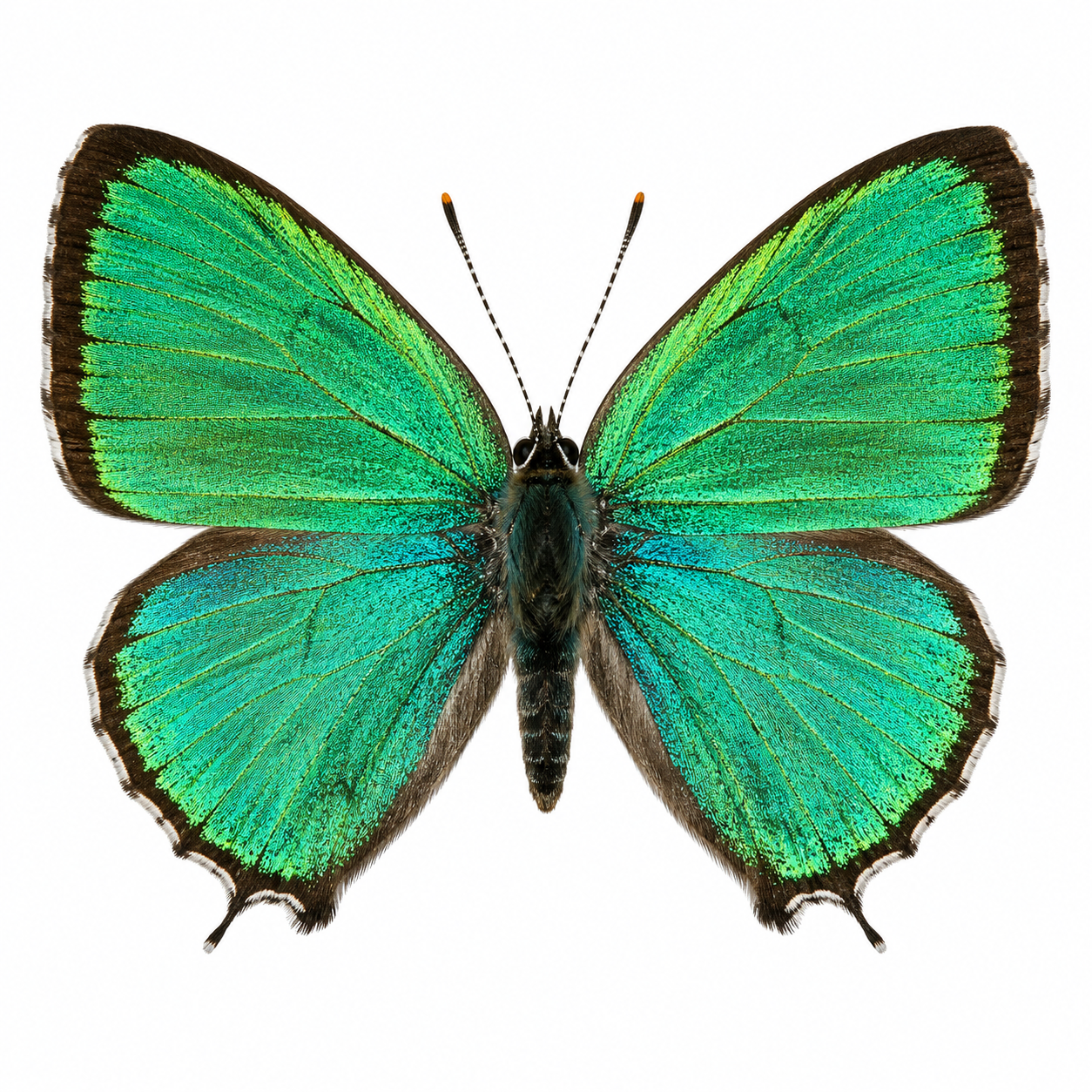 Taiwan Alder Hairstreak_01.png