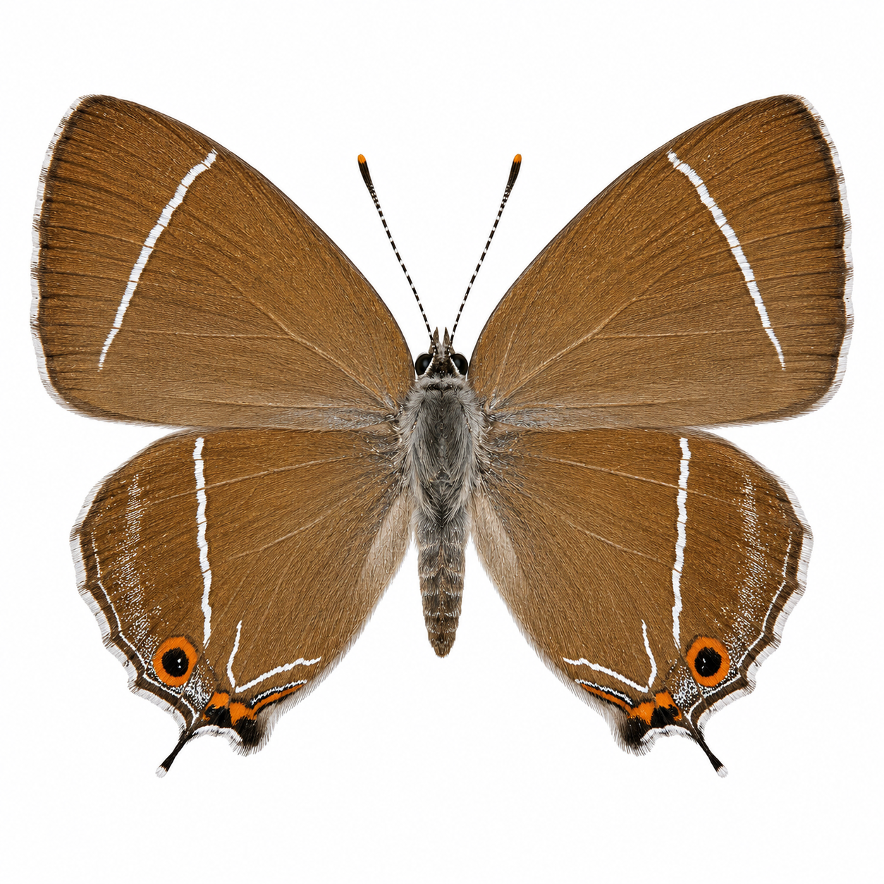 Taiwan Alder Hairstreak_02.png
