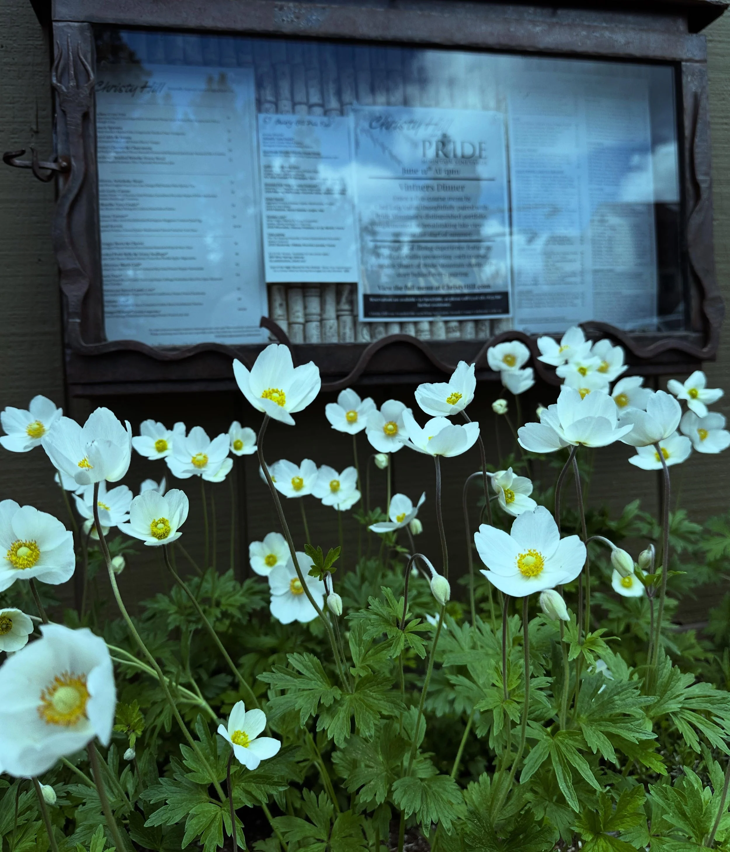 Forecast calls for snow, but the Christy Hill flowers are blooming away.