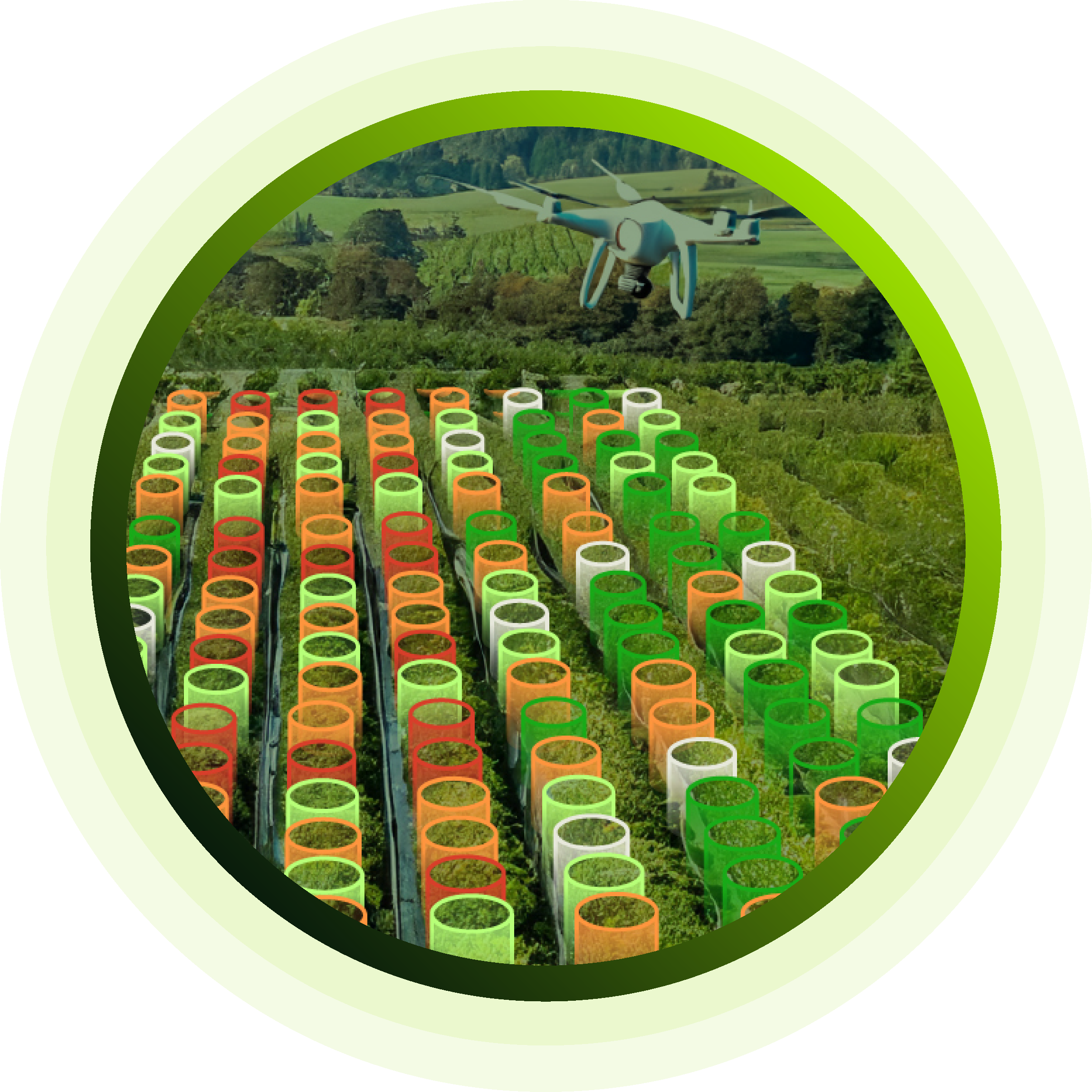 Birds eye view of orchard